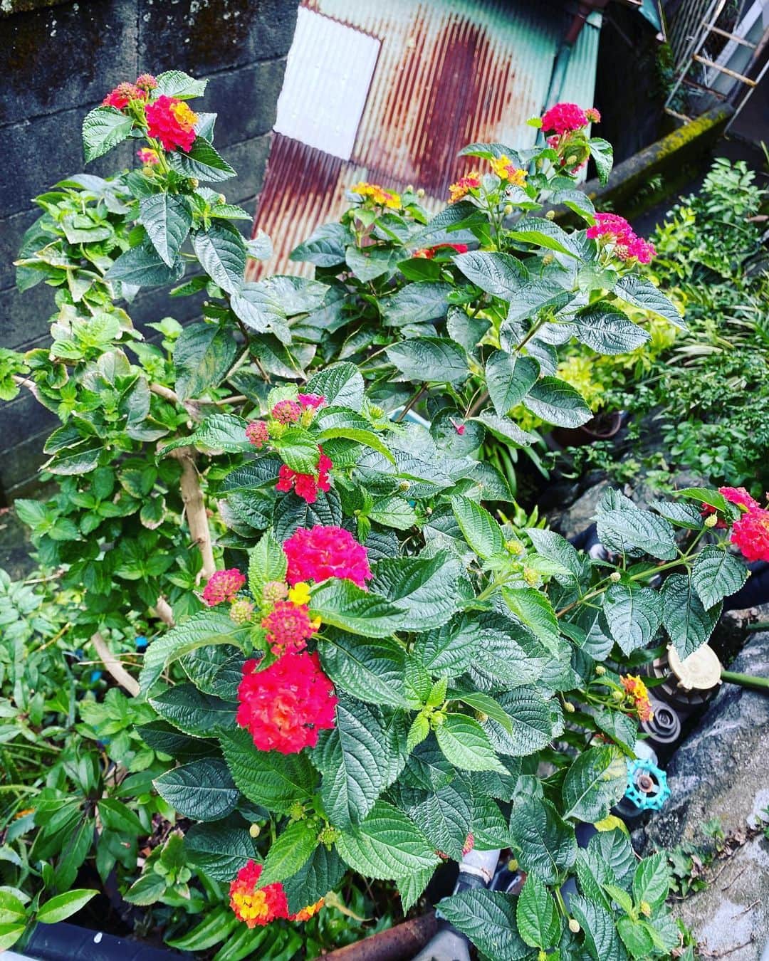 桃生亜希子さんのインスタグラム写真 - (桃生亜希子Instagram)「温泉の帰りに寄った来宮神社⛩。 　樹齢2000年以上という大楠に会いに行って来ました。 　落ち葉がハート型に集められていたり、蛇が祀られている池があったり、とてもユニークでパワーを感じる神社でした。🙏✨  #大楠　#来宮神社 #温泉旅行　#パワースポット #旅行 #trip #travel」11月21日 22時55分 - pinokosugar