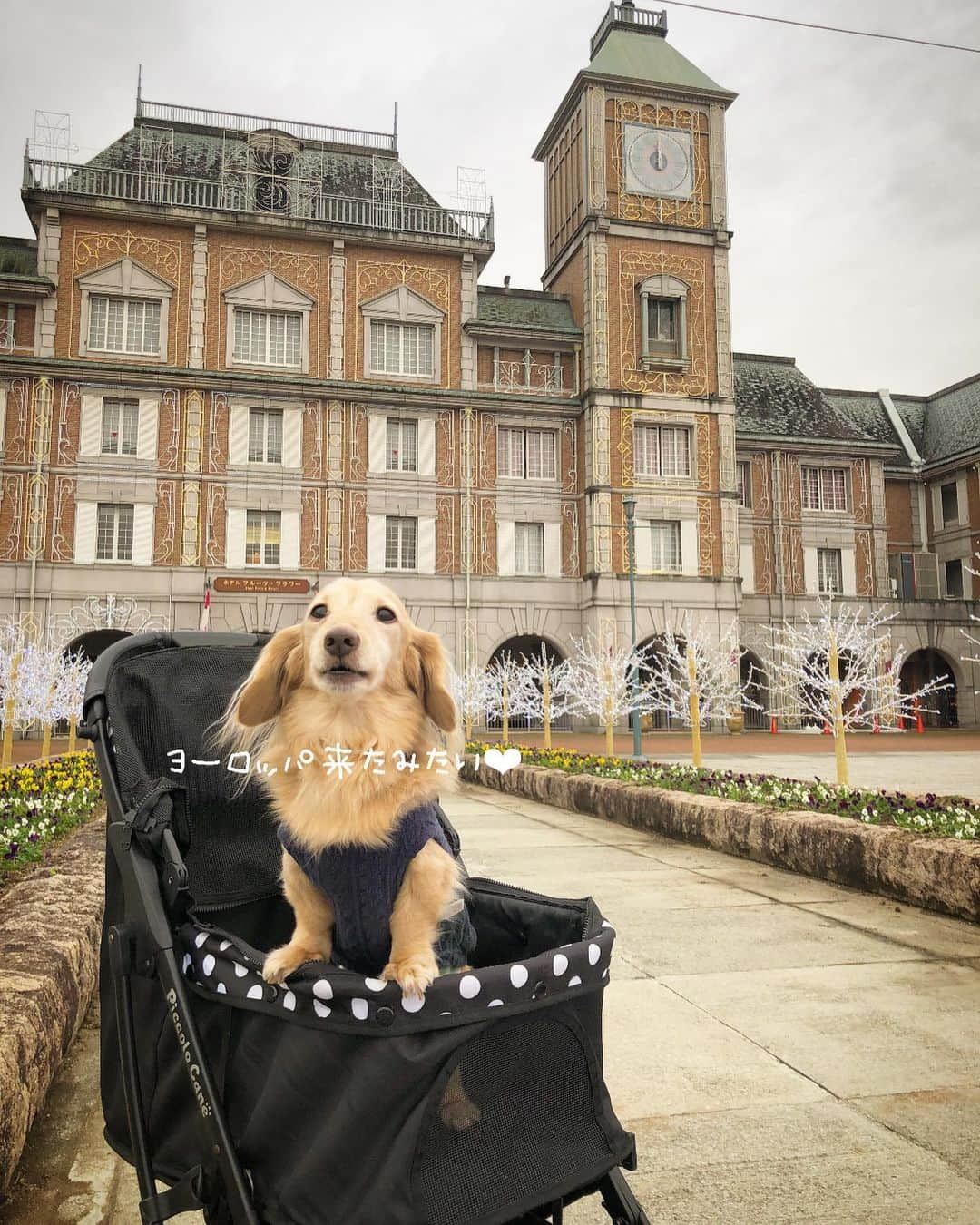 チズのインスタグラム：「洋館の中をお散歩🐕💨🐾 まるで海外にいる気分🐶❤️？！ #フルーツフラワーパーク 🌸 #神戸イルミナージュ ✨ #道の駅ファームサーカス 🎪 #動くマロン#movie  #いつも小走り#気分上々 ⤴︎⤴︎ #タダスポ 💰  #Mダックス#ダックス#ミニチュアダックス #親父犬#シニア犬#ミニチュアダックスフンド #ミニチュアダックスクリーム#短足部 #短足犬#カニンヘンダックス #ダックス14歳#カニンヘンダックスフンド#犬は家族#犬のいる生活#インスタでわんこみるのが日課 ♡♡」