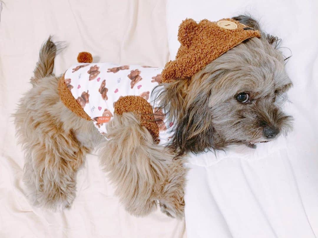 日岡なつみのインスタグラム：「初めてのお洋服🐩 とても嫌そうでした  すみれ♀MIX犬(シーズー×トイプードル) #しゅみれぐらむ   #犬 #シープー #トイプードル #シーズー #ミックス犬 #いぬすたぐらむ🐶 #dog #dogstagram #instadog」