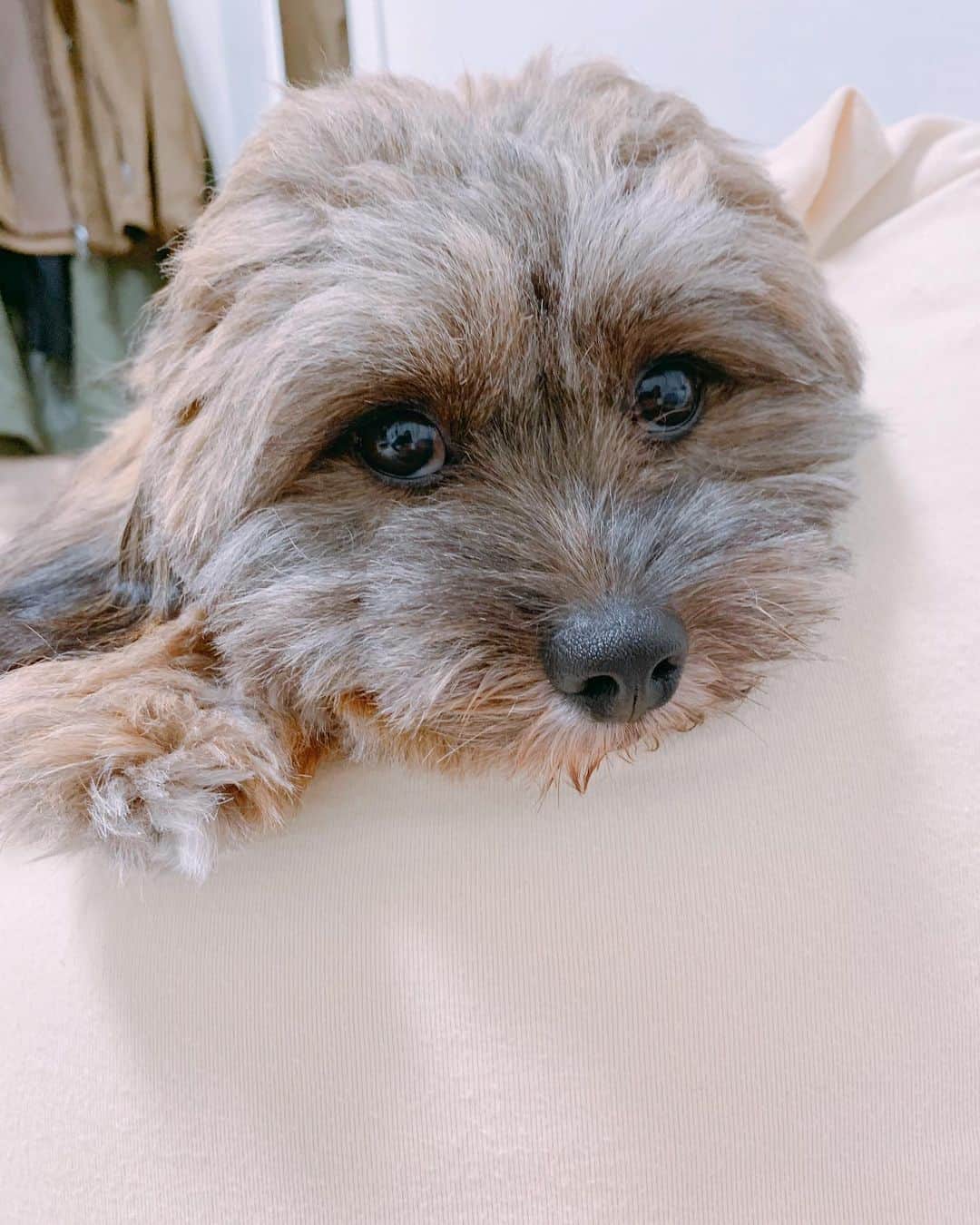 日岡なつみのインスタグラム：「ヨギボーの上がお気に入り🤤  すみれ♀MIX犬(シーズー×トイプードル) #しゅみれぐらむ   #犬 #シープー #トイプードル #シーズー #ミックス犬 #いぬすたぐらむ🐶 #dog #dogstagram #instadog」