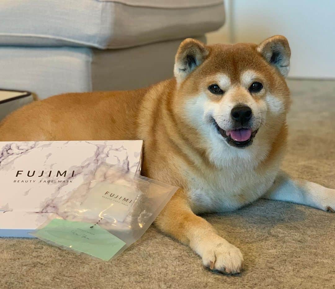 shibainu berryさんのインスタグラム写真 - (shibainu berryInstagram)「FUJIMI @fujimi_official さんのフェイスマスク✨乾燥する季節にピッタリ❗️べりやんの毛艶の良さの秘密はコレ⁉️🐻✨ ・ それぞれの肌に合わせてカスタマイズ処方のマスク✨おかんは体、かなり丈夫💪メンタル、超打たれ強い。唯一弱いのが肌😫体も性格も敏感とは無縁やけど、肌だけは敏感で悩み😞 FUJIMIさんのフェイスマスクはパラベンフリー、防腐剤フリー、鉱物油フリー、旧表示指定成分フリー、アルコールフリー、紫外線吸収剤フリー、ということで敏感肌でも安心😌 #パーソナライズマスク #FUJIMI #美容 #PR #❤️迷子犬の掲示板四国 @maigo_dog_shikoku #めざせ迷子犬ゼロ👌 #柴犬 #べりやん #べりむく #多頭飼い #徳島 #berry #shiba #shibainu  #shibainumania #shibastagram #instashiba #ぷにっと部 #口角キュキュッと部  #チーム俺様 →部員絶賛募集中 #shiba_snap #proudshibas #west_dog_japan #サンデイ #instagramjapan #ふわもこ部 #pecoいぬ部 #pecotv #buzzfeedanimals #9gag  @9gag @barked」11月22日 9時06分 - shibainu.berry