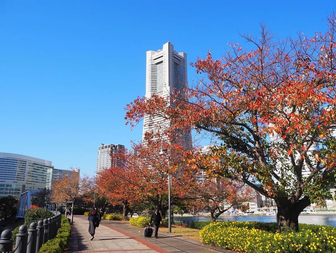 多胡安那さんのインスタグラム写真 - (多胡安那Instagram)「横浜の青と赤。 #気象予報士 #青空と紅葉 #いくら目をこらしても雲がない #冬晴れ風の秋晴れ #濃い青空を見たければ冬型の気圧配置の日に」11月22日 9時20分 - tagoanna