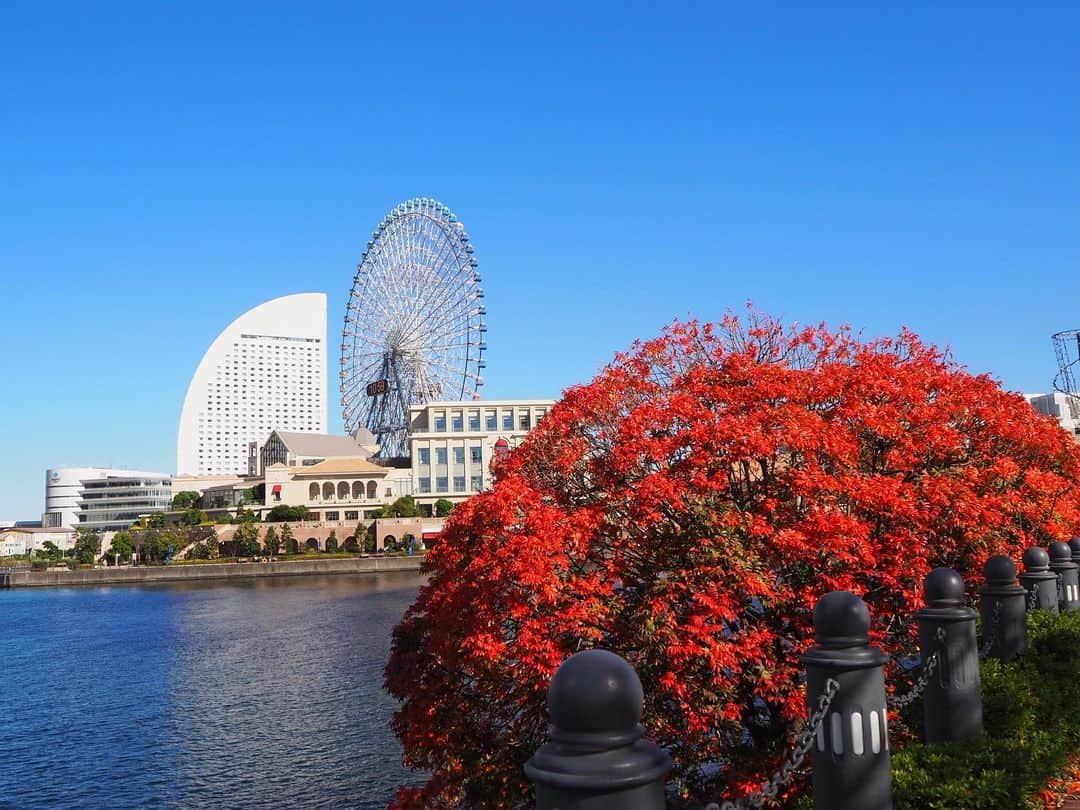 多胡安那のインスタグラム：「横浜の青と赤。 #気象予報士 #青空と紅葉 #いくら目をこらしても雲がない #冬晴れ風の秋晴れ #濃い青空を見たければ冬型の気圧配置の日に」