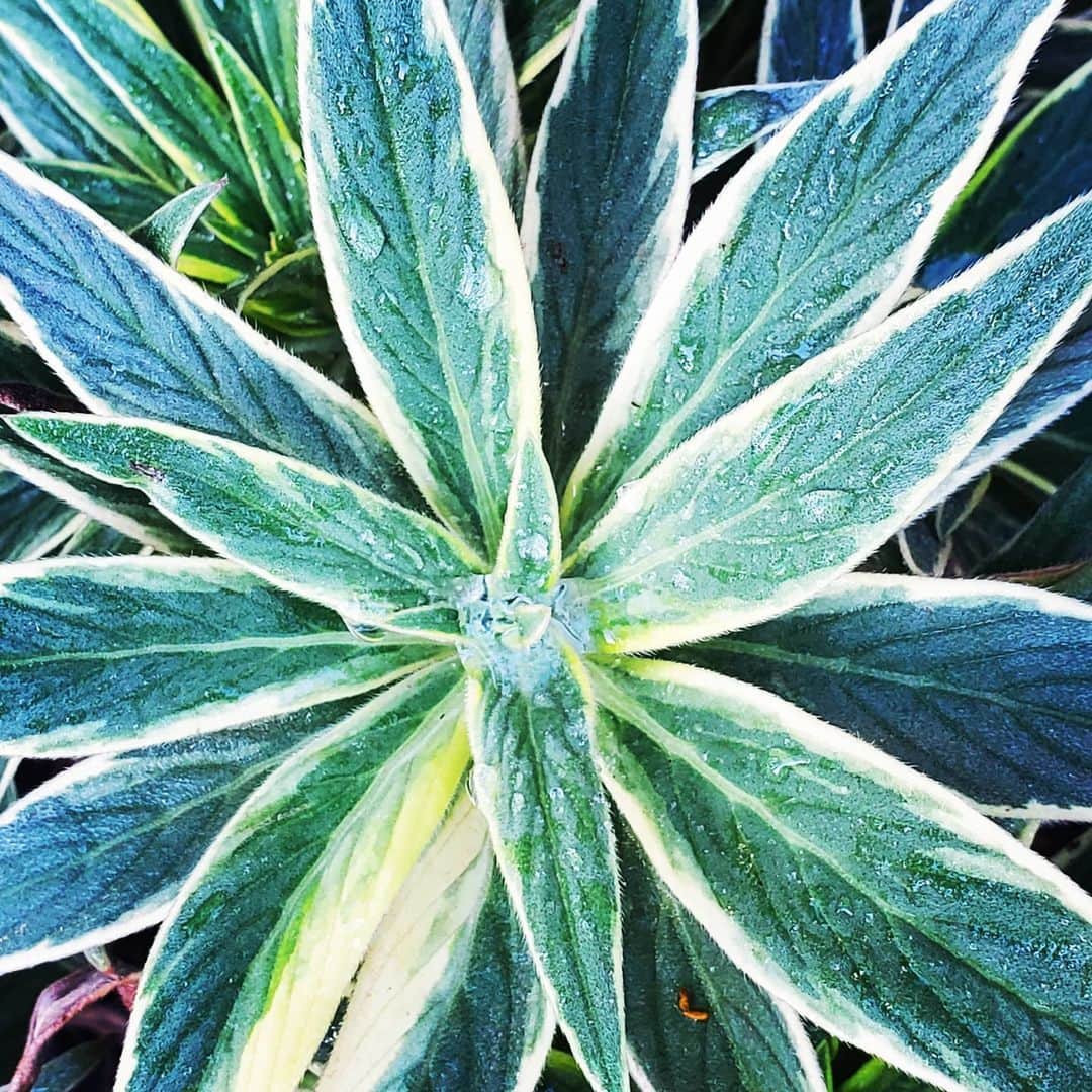 のインスタグラム：「PRIDE OF MADERIA 🌿🌸 #GASOLINEGARDEN #ILOVEGARDENS #GARDENSRULE #GARDENCHURCH #GARDENPARTY #GARDENMAGIC #AVANTGARDEN #GARDENS #GARDENGANGSTER #GARDEN #GRADENLIFE #GARDENER #GARDENTIME  #GARDENING #VEGETABLEGARDEN #FLOWERS #SUCCULENTS  #PLANTS  #CACTUS #AYEARINFLOWERS  #shadowhills  #THANKYOU  @gasolineglamour  #GASOLINEGLAMOUR #PLANTSOMESHIT  #GROWSOMESHIT  @nicksnursery  #NICKSNURSERY  #PRIDEOFMADERIA」