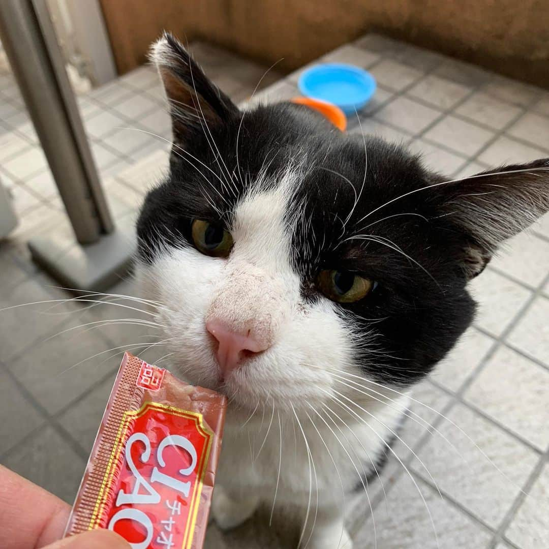 Kachimo Yoshimatsuさんのインスタグラム写真 - (Kachimo YoshimatsuInstagram)「おはようイカスミ Good Morning Ikasumi #うちの猫ら #ikasumi #猫 #ねこ #cat #ネコ #catstagram #ネコ部 http://kachimo.exblog.jp」11月22日 9時24分 - kachimo