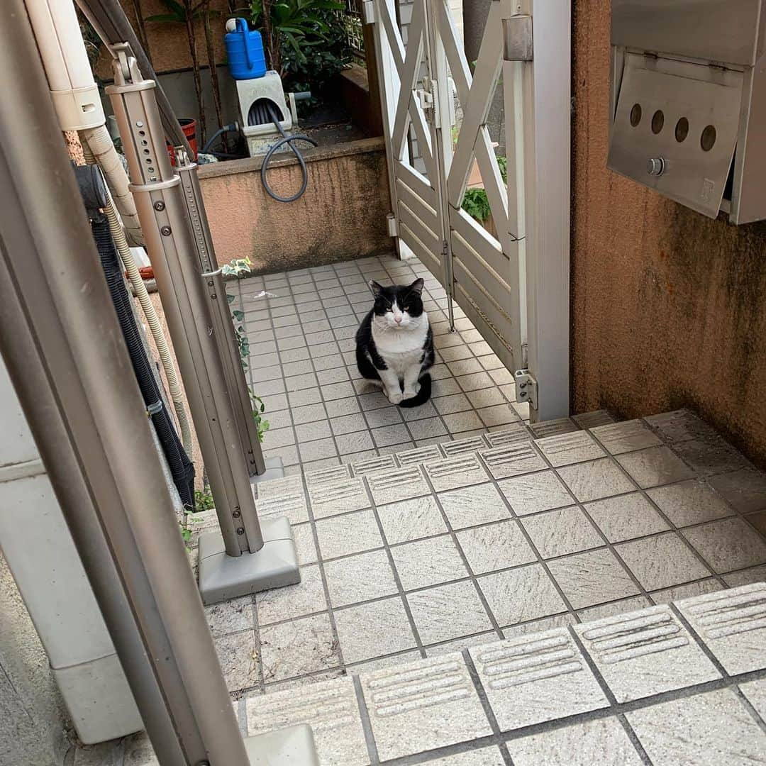 Kachimo Yoshimatsuさんのインスタグラム写真 - (Kachimo YoshimatsuInstagram)「おはようイカスミ Good Morning Ikasumi #うちの猫ら #ikasumi #猫 #ねこ #cat #ネコ #catstagram #ネコ部 http://kachimo.exblog.jp」11月22日 9時24分 - kachimo