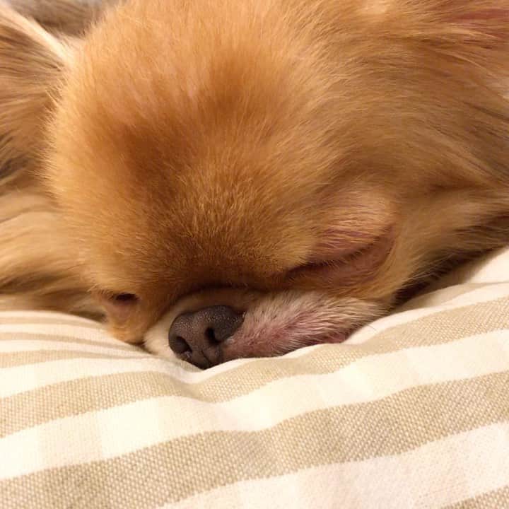 kayoのインスタグラム：「* * * お腹いっぱいで 眠いのらー😪😪😪 * * ご飯食べて寝てる子😂 わたしもぐうたらしたいけど今日は仕事〜💦 * * kulio❤️ * * #chihuahua#chihuahualove#dogstgram#dog#instadog#チワワ#チワワ大好き#チワワのいる暮らし * * *」