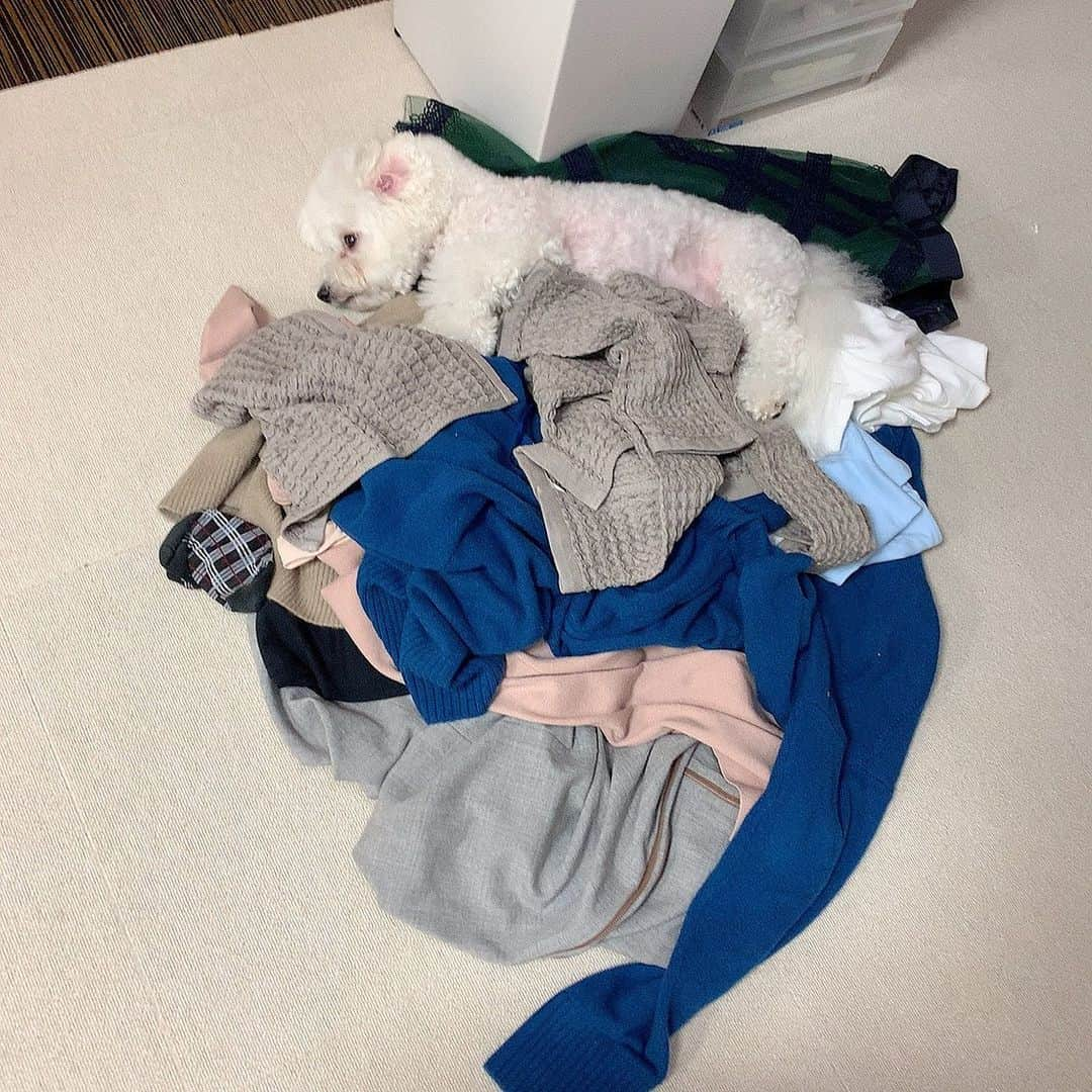 ハナマサさんのインスタグラム写真 - (ハナマサInstagram)「洗濯しようと持っていこうと思った服にダイブして匂いつけまくる変態犬はこちらです🐕  白目見えてチラッとこっちみてる顔好きなんだよなぁ  #hanamasagram #ビションフリーゼ　#チラ見」11月22日 9時57分 - hanamasagram