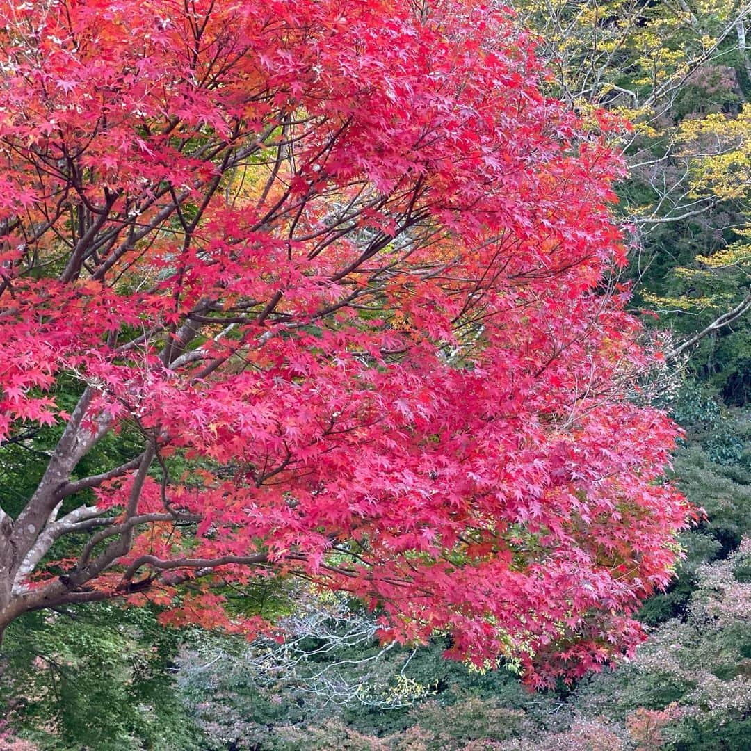 まる（まるたろう）さんのインスタグラム写真 - (まる（まるたろう）Instagram)「Good morning!✨🐶🍁✨紅葉がキレイね〜 #いい感じでしょ #柴犬と紅葉 #バエテル」11月22日 10時06分 - marutaro