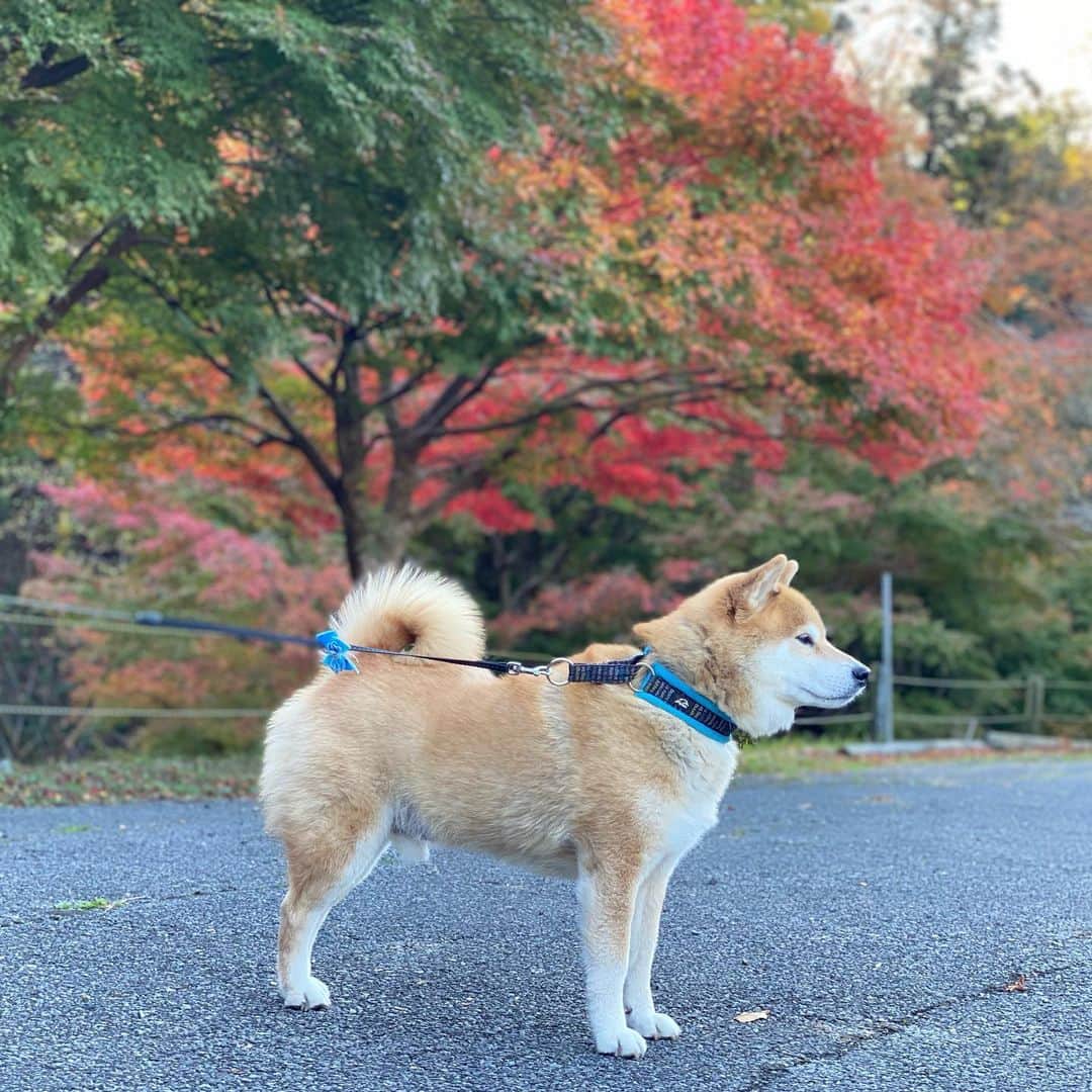 まる（まるたろう）さんのインスタグラム写真 - (まる（まるたろう）Instagram)「Good morning!✨🐶🍁✨紅葉がキレイね〜 #いい感じでしょ #柴犬と紅葉 #バエテル」11月22日 10時06分 - marutaro