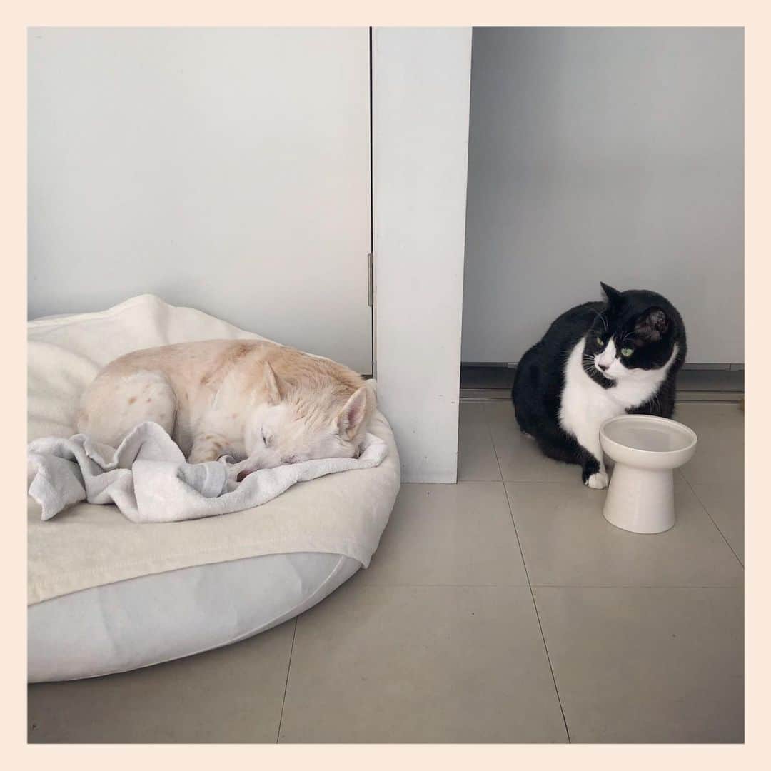 パンといっぴきのインスタグラム