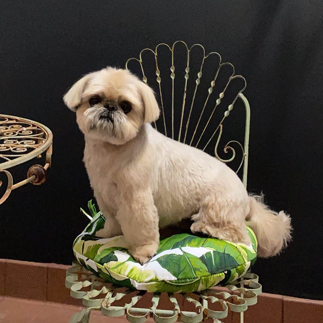 Dougie the Shih Tzuさんのインスタグラム写真 - (Dougie the Shih TzuInstagram)「Yes, this was already in my stories, but LOOK AT HIM!  Photo and amazing cut by @napanatural.dogco」11月22日 1時45分 - dailydougie