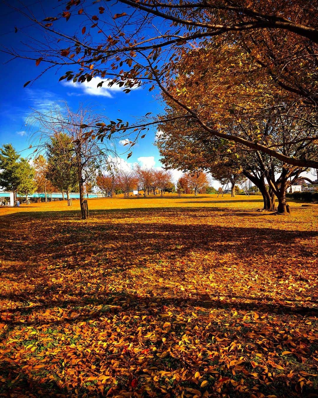 羽原信義さんのインスタグラム写真 - (羽原信義Instagram)「落ち葉のメロディ。」11月22日 1時47分 - nobuyoshi_habara