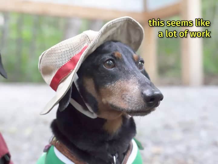 Crusoe the Celebrity Dachshundのインスタグラム：「“New episode out now - we go to the cottage for a little COVID getaway!! Go watch full video via link in my profile! It’s a long one so get comfy😉” ~ Crusoe」
