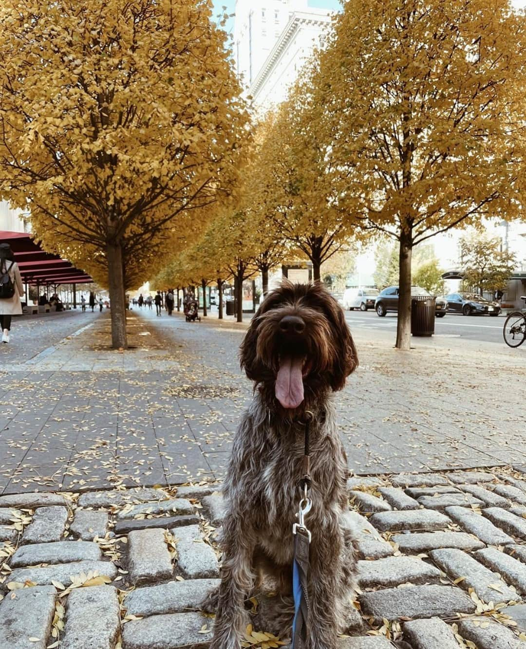 メトロポリタン美術館さんのインスタグラム写真 - (メトロポリタン美術館Instagram)「The leaves! The pup! The now-iconic tongue! We're really falling hard for fall, folks, here at the #MuttropolitanMuseum. 🐶 🍂  Make like @goodboywolfie and stop by to enjoy the last bits of autumnal foliage on the plaza and nearby in @centralparknyc.」11月22日 2時21分 - metmuseum