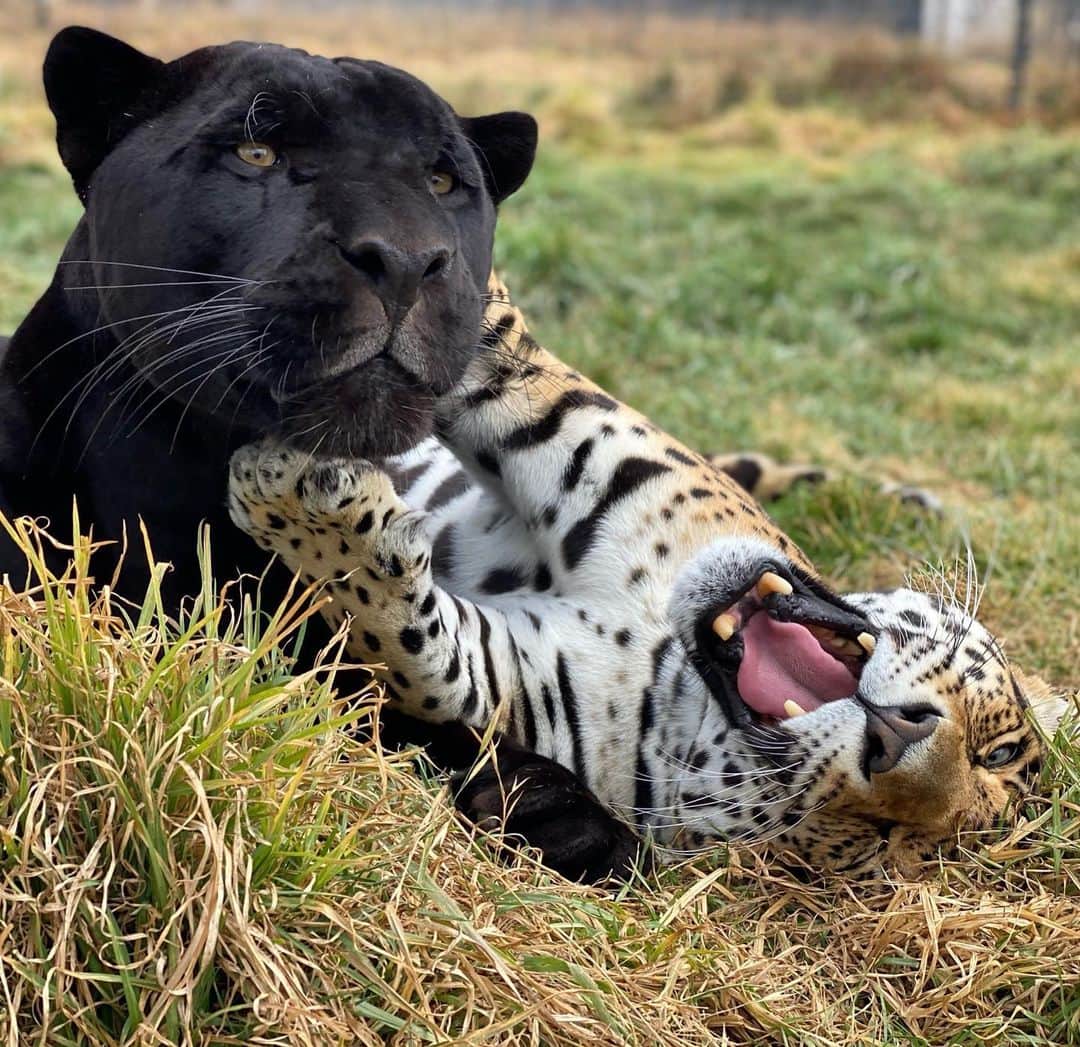 Black Jaguar-White Tiger のインスタグラム