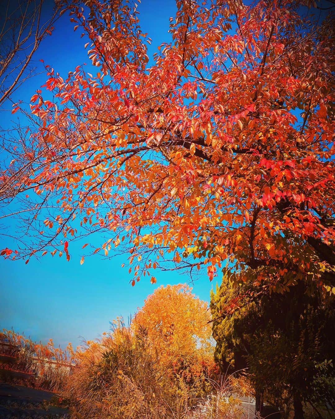 Erenaのインスタグラム：「🍂🍁🍂🍁🍂 紅葉見に行きたかったなぁ〜って… 思った通勤途中… 真っ赤に染まるキレイな葉っぱを発見😌 . #紅葉#真っ赤な葉っぱ#日本の景色#四季#通勤途中に発見」