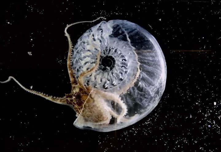 ニューヨーク近代美術館のインスタグラム：「Designer @akiinomata re-created the shell of an ammonite (the octopus’s ancestor) using 3-D scanning and printing techniques. This 🐙 named Mersi quickly recognized it as home.  From regenerating coral reefs to feeding an overpopulated planet, explore how design offers strategies for repairing our world in our new exhibition #BrokenNature—a collaboration with @triennalemilano—which opens today at MoMA.  Explore the exhibition at mo.ma/brokennature --- [Aki Inomata. "Think Evolution #1 : Kiku-ishi (Ammonite)." 2016-2017] #AkiInomata」