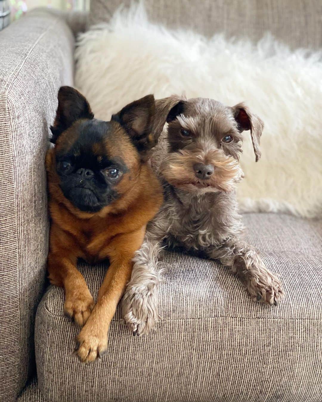 BING & WALTERのインスタグラム：「Happy Saturday ✨ can you tell which dog isn’t not a morning person?」