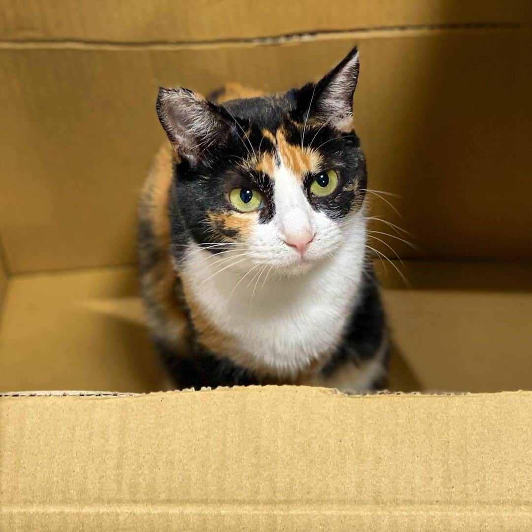 津田大介のインスタグラム：「ネコってホントに段ボール好きだよね！ #🐈  #🧑‍💻🐈 #mona_cat」
