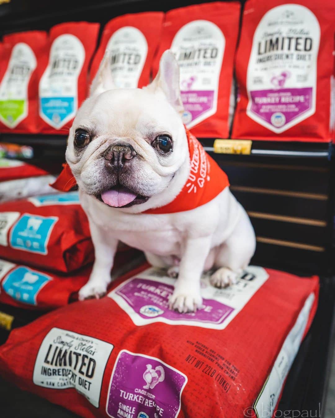 Sir Charles Barkleyさんのインスタグラム写真 - (Sir Charles BarkleyInstagram)「November is National Adopt A Senior Pet Month! @StellaandChewys is covering adoption fees for cats and dogs age 7+ adopted in the month of November. If you’re looking for a furry friend to keep you company, head to your nearest shelter/rescue before the end of the month! Lots of senior pets are looking for their forever homes. #adoptaseniorpet For more information visit, https://www.stellaandchewys.com/why-our-food/giving-back/」11月22日 3時39分 - barkleysircharles