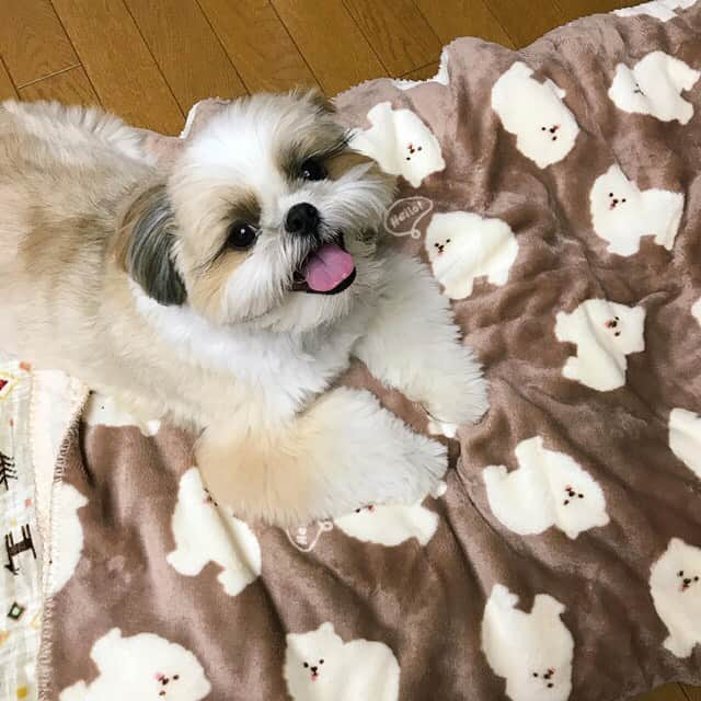 りんくのインスタグラム：「My mom got me a new blankie! Get cozy! 😆🐶💕 #blanket #comfydog * * * * * ママさんのものはボクのもの、ボクのものはボクのものでつ〜😏🐶✨」