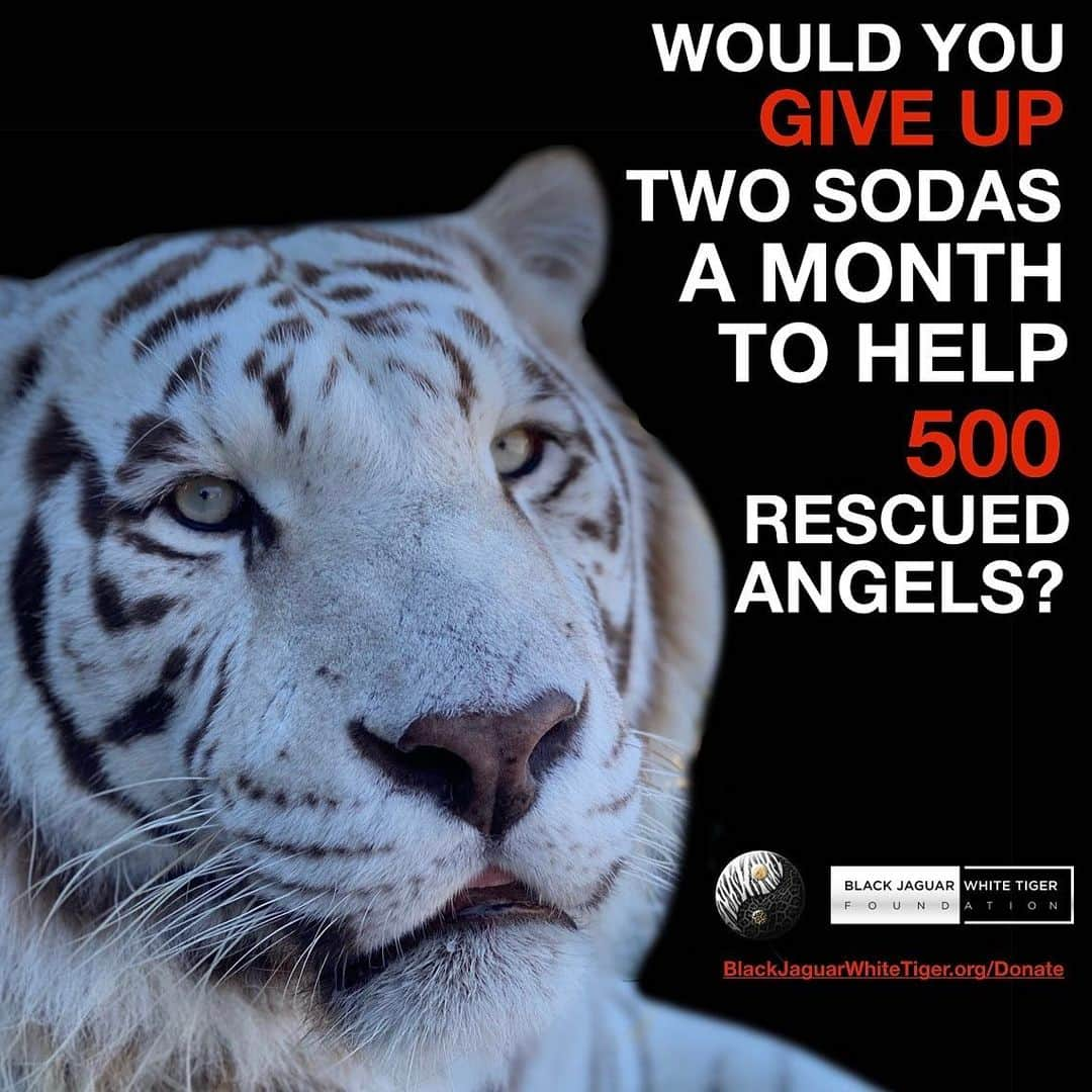 Black Jaguar-White Tiger さんのインスタグラム写真 - (Black Jaguar-White Tiger Instagram)「Your donation saves lives. 500 rescued Animals need you. Active link to donate on our bio or at www.BlackJaguarWhiteTiger.org/Donate」11月22日 4時06分 - blackjaguarwhitetiger