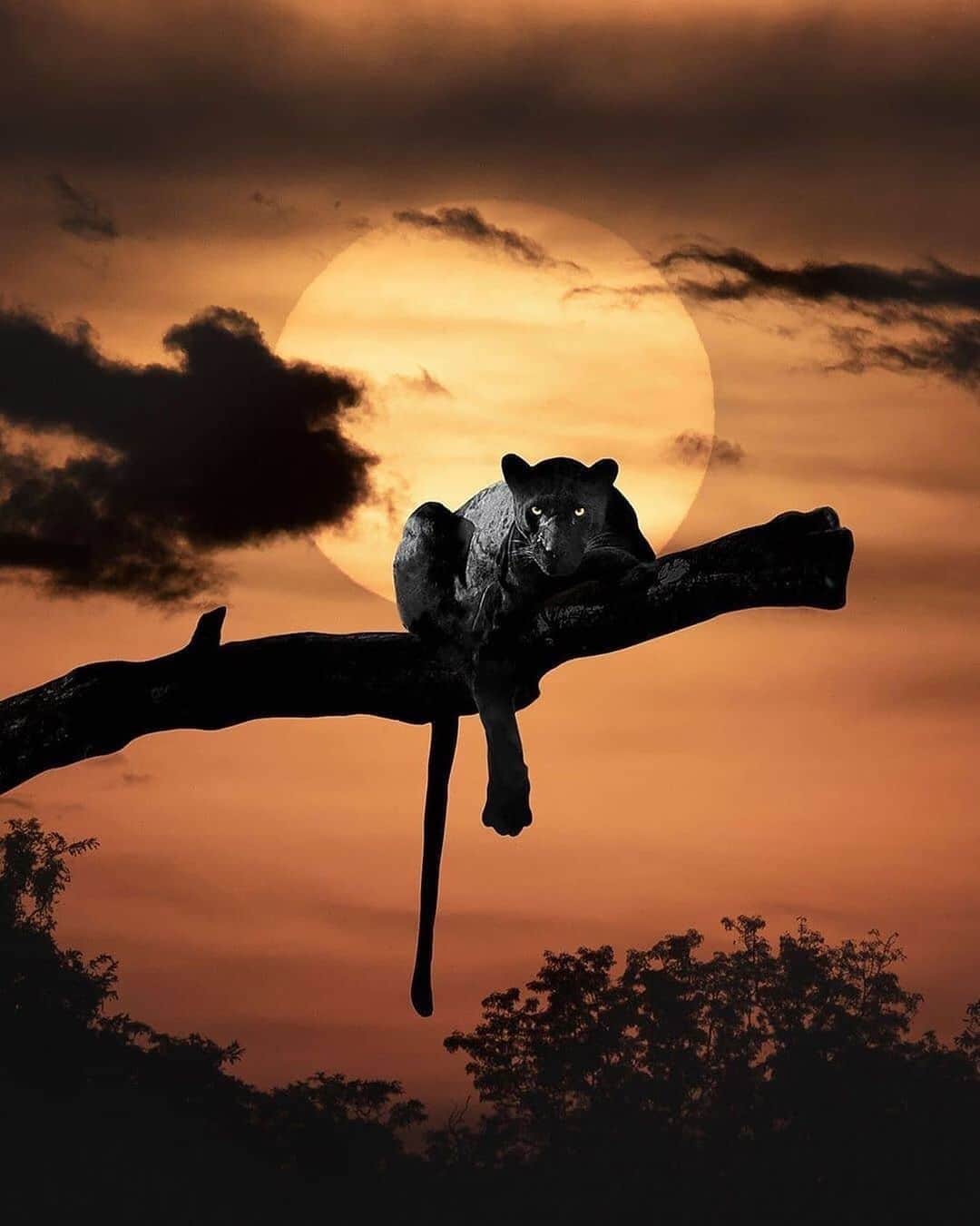 WildLifeのインスタグラム：「Image or photo? How can you tell? ✨  📷  by ⁣@pradeep_gowda16」