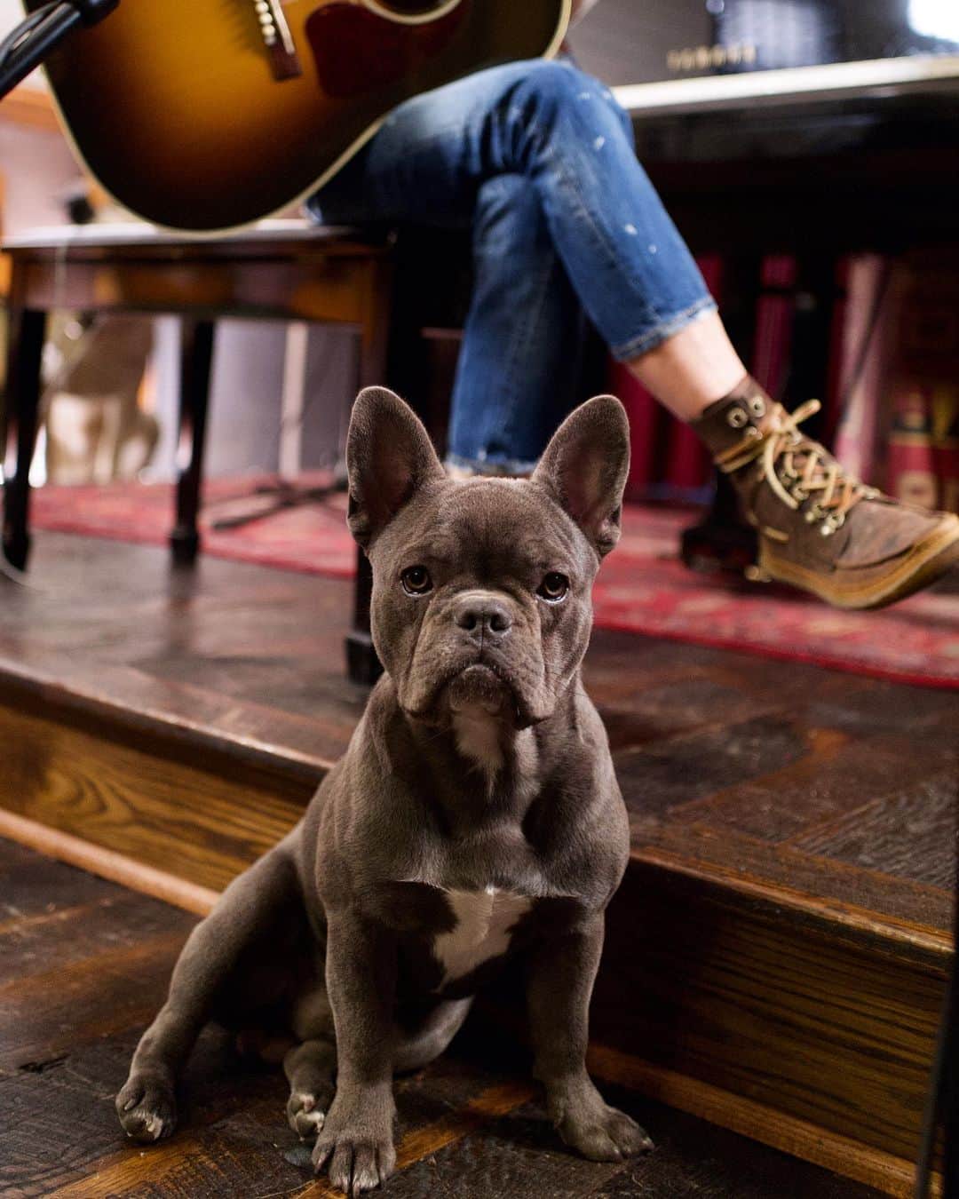 シェリル・クロウのインスタグラム：「Happy Saturday!  Love, Buster (who now thinks he’s the studio dog) 😍🐶  #frenchiesofinstagram #dogsofinstagram #BusterCrow」