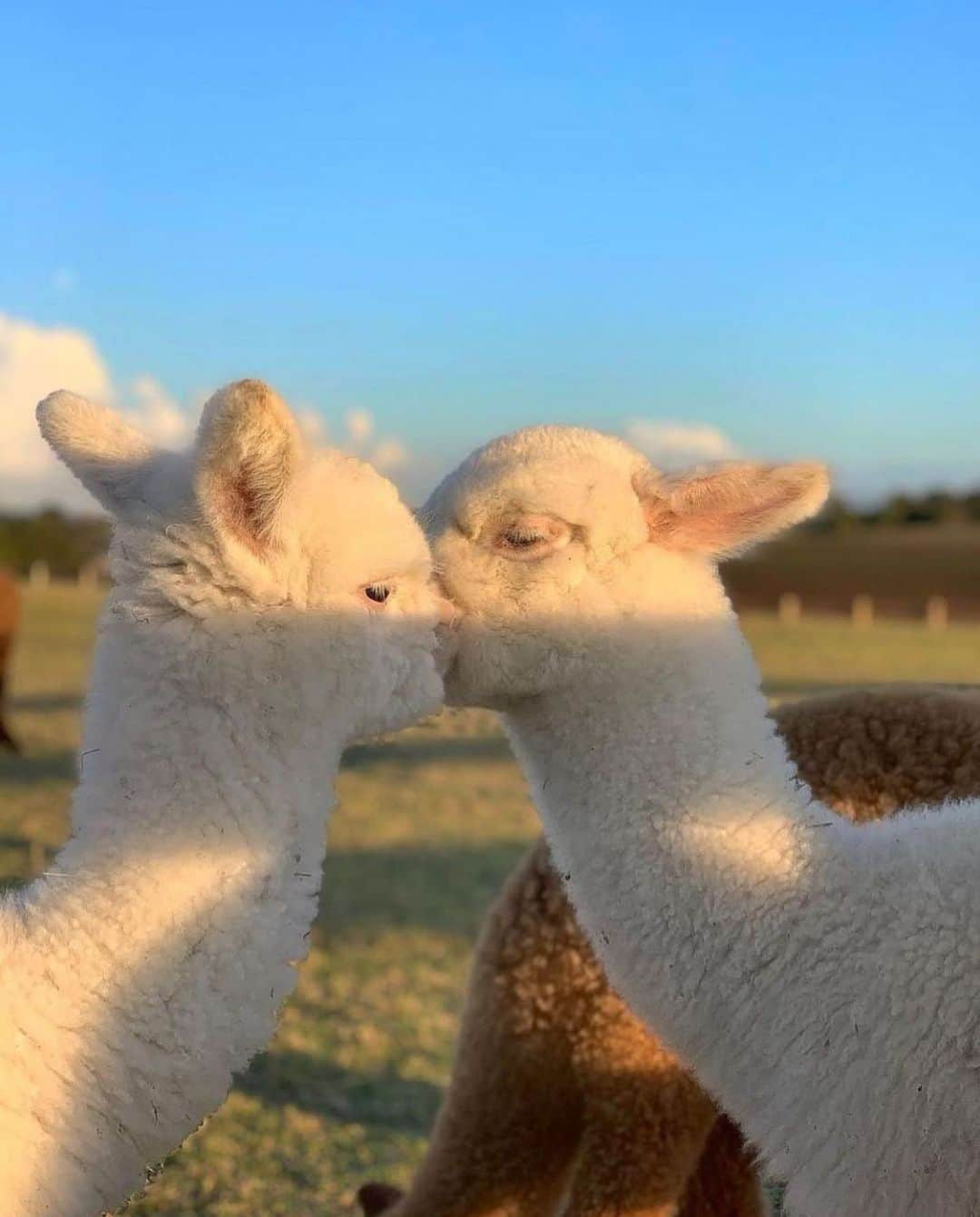 animalsさんのインスタグラム写真 - (animalsInstagram)「Rate this cuteness on a scale from 1-10? 😍 TAG someone you love! 🦙  Photo by: @pianideglialpaca」11月22日 4時42分 - babyanmlpics