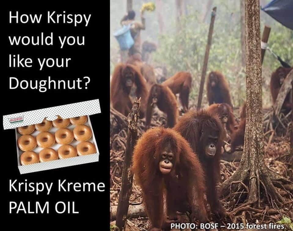 OFI Australiaさんのインスタグラム写真 - (OFI AustraliaInstagram)「How krispy do you like your doughnuts? Krispy Kreme doughnuts contain palm oil 😢 #saynotopalmoil #saynotopalmoildeforestation #deforestation  ______________________________ 🦧 OFIA Founder: Kobe Steele kobe@ofiaustralia.com  OFIA Patron: Dr Birute Galdikas @drbirute @orangutanfoundationintl @orangutan.canada www.orangutanfoundation.org.au 🦧 🧡 🦧」11月22日 10時36分 - ofi_australia