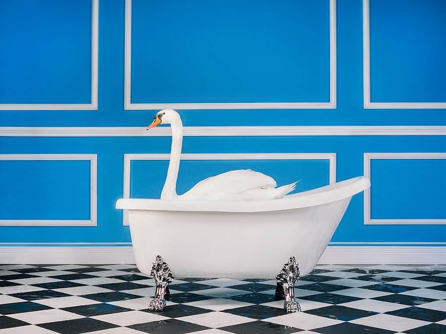 タイラー・シールズのインスタグラム：「The Swan. Before we start let me just say the swan is real! Swipe right to see the video. Everyone I have shown this to has asked me if the swan was real so I wanted to get that out of the way! I was doing a photo of @alliemarieevans in this tub and all I could imagine was a swan so 24 hours later I had one and this photo was made. Your imagination can only run wild if you let it. There’s a moment where you think to yourself it would be fun if we had a swan but doing it is a whole other ball game. I love letting my mind run wild and having the ability to do these types of images, What I dreamed of when I started was being able to shoot anything I could think of. I can not wait to see this image as a print, the tone and detail from the film is incredible and I can imagine this in many rooms of a house. What would you think of you saw this photo hanging in someone’s house?」