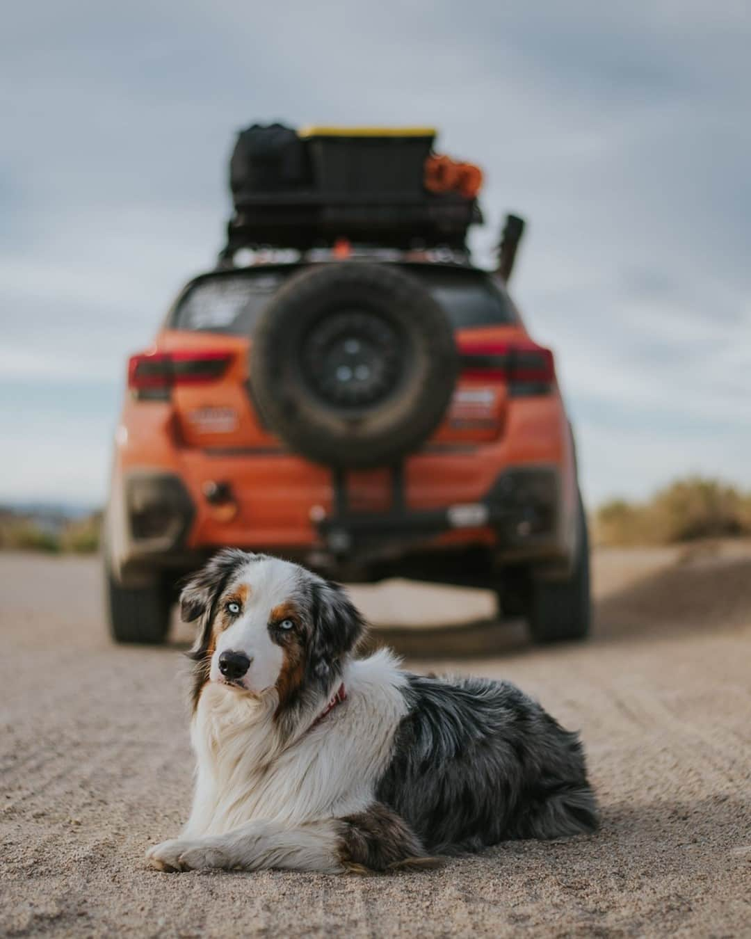 Subaru of Americaさんのインスタグラム写真 - (Subaru of AmericaInstagram)「Furry Friend + #SubaruCrosstrek = 🧡 (📸: @jasminemena)」11月22日 6時09分 - subaru_usa