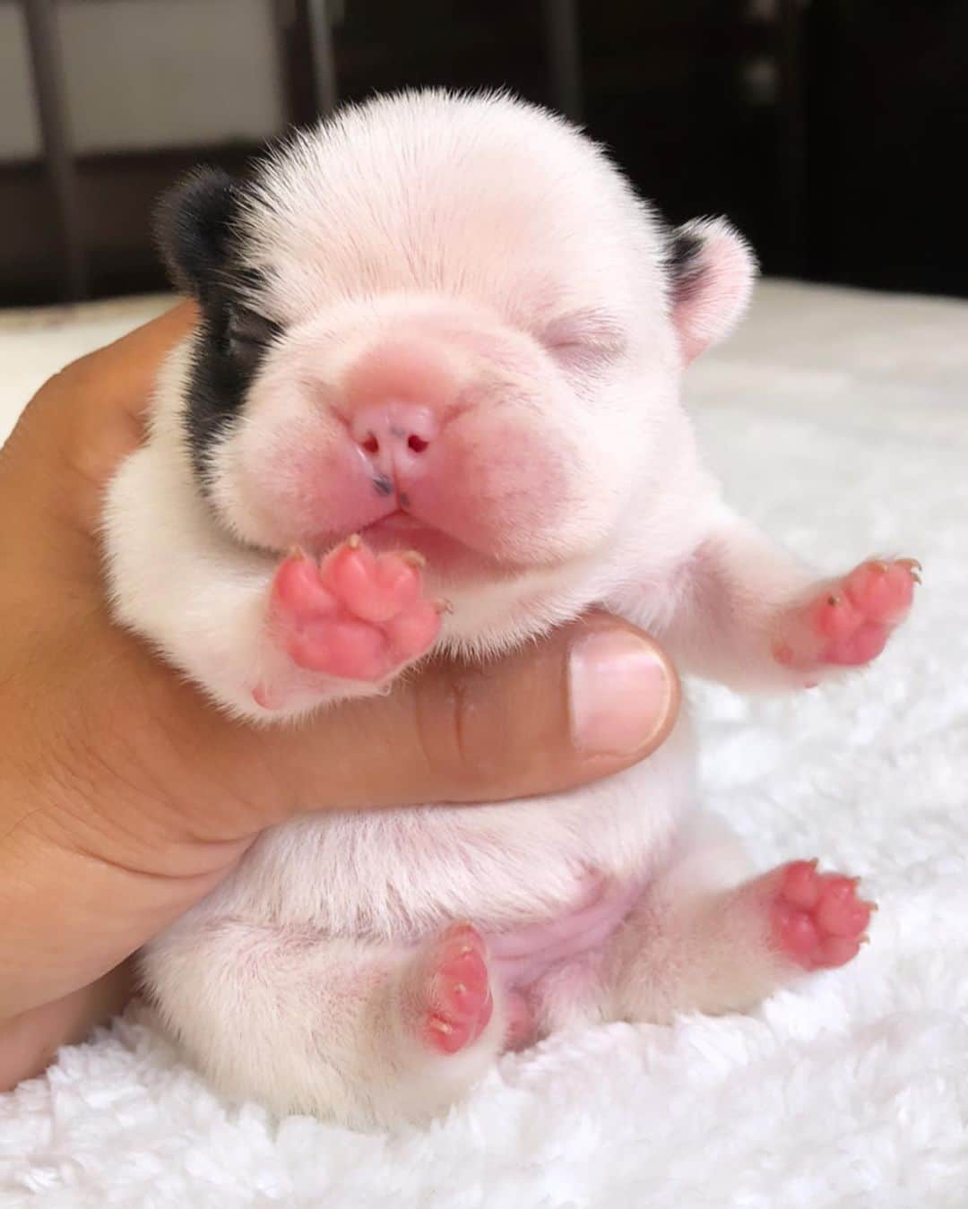Regeneratti&Oliveira Kennelのインスタグラム：「She’s So Cute. Need help with names please 🥰 #frenchie #frenchbulldog #boopmynose」