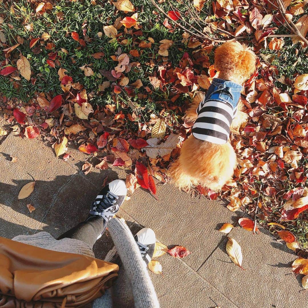 カオルコさんのインスタグラム写真 - (カオルコInstagram)「Colored leaves  表参道はずごい人！朝のうちに🐾  #tokyo #autumn #beautiful #walk #nature #お散歩 #いぬとの暮らし #lifestyle #loveyou」11月22日 7時12分 - ka_ruk_