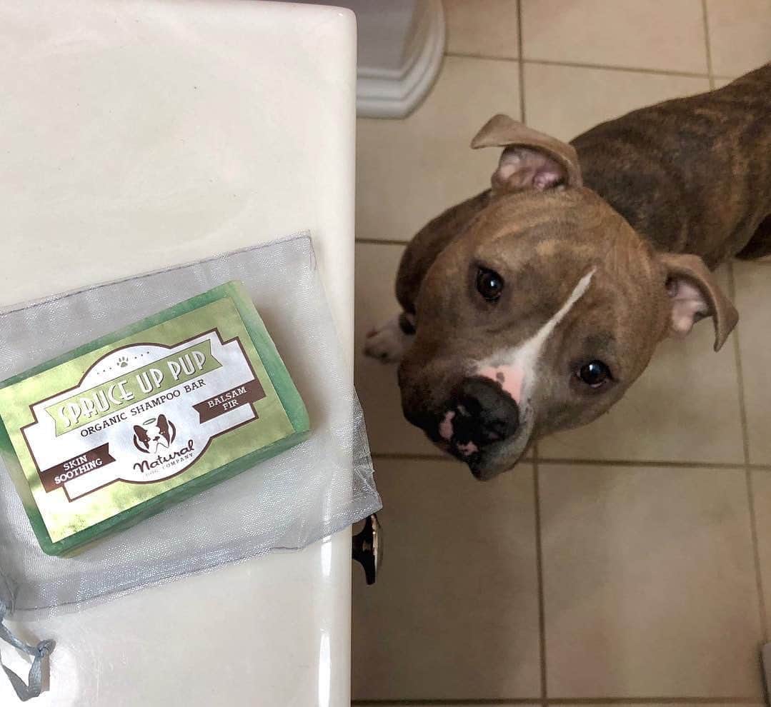 Pit Bull - Fansさんのインスタグラム写真 - (Pit Bull - FansInstagram)「⭐ SAVE 20% off @naturaldogcompany with code PITFANS at NaturalDog.com  worldwide shipping  ad 📷: @lola_on_patrola . Have you ever washed your dog using a shampoo bar? They last much longer than liquid shampoos and help the environment by reducing plastic waste. The ones from @naturaldogcompany come highly recommended, they’re 100% natural, super moisturizing, pet-safe, and free of all the nasty things like parabens, fragrances, sulfates, preservatives, detergents, etc.」11月22日 7時10分 - pitbullsfans__