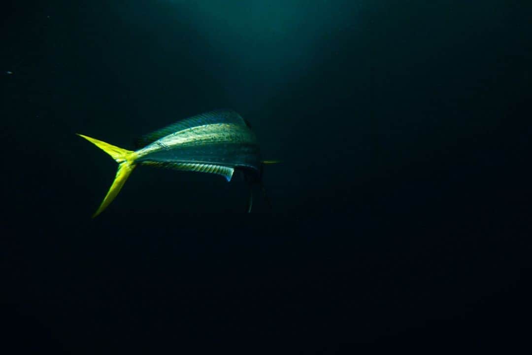 のインスタグラム：「Flash in the pan. 📷: @claymeinphoto #SeeWhatsOutThere #BornOnTheWater」