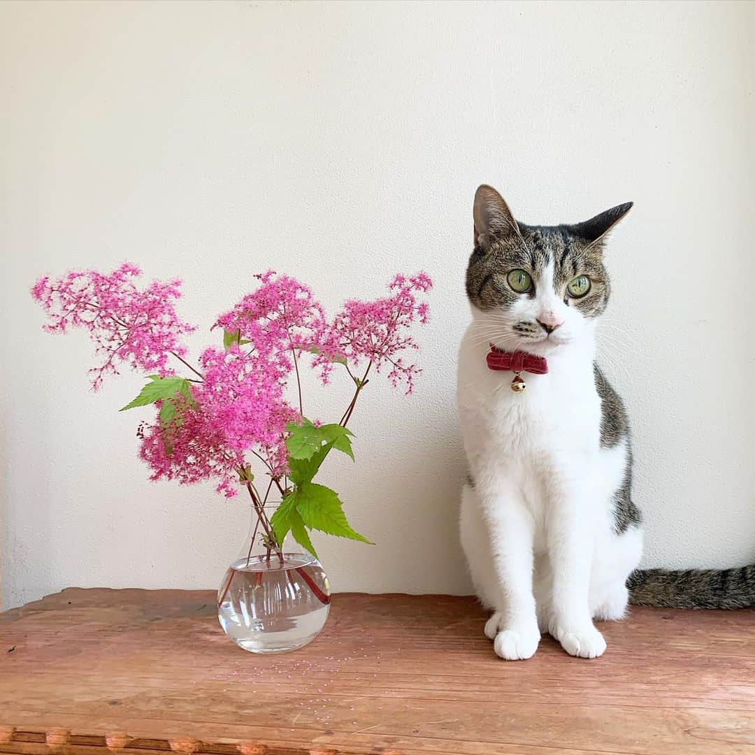 のインスタグラム：「＊ ＊ 🌿  USAKO 🌿 ＊ ・ 皆さま♡良い 日曜日を ♪ ＊ ＊ #cats_of_instagram  #TheDailyKitten  #cats_of_world #balousfriends  #catloversclub  #cat_features #catstocker #themeowlife  #sweetcatstime  #thedailykitten #cats_of_instworld #IGersJP #happypetclub #bestmeow #保護猫 #catsfollowers  #pleasantcats  #catsofday #日曜日 #sweetcatclub #catsnet #instacat_meows #cutieanimalspage #cutecatshow  #thedailykitten #花のある暮らし  #sweetcatonline #nyancon01 #sippoストーリー　#petokotolife ＊ ＊ 🌿🌿🌿🌿🌿🌿🌿🌿🌿🌿🌿🌿🌿🌿🌿」
