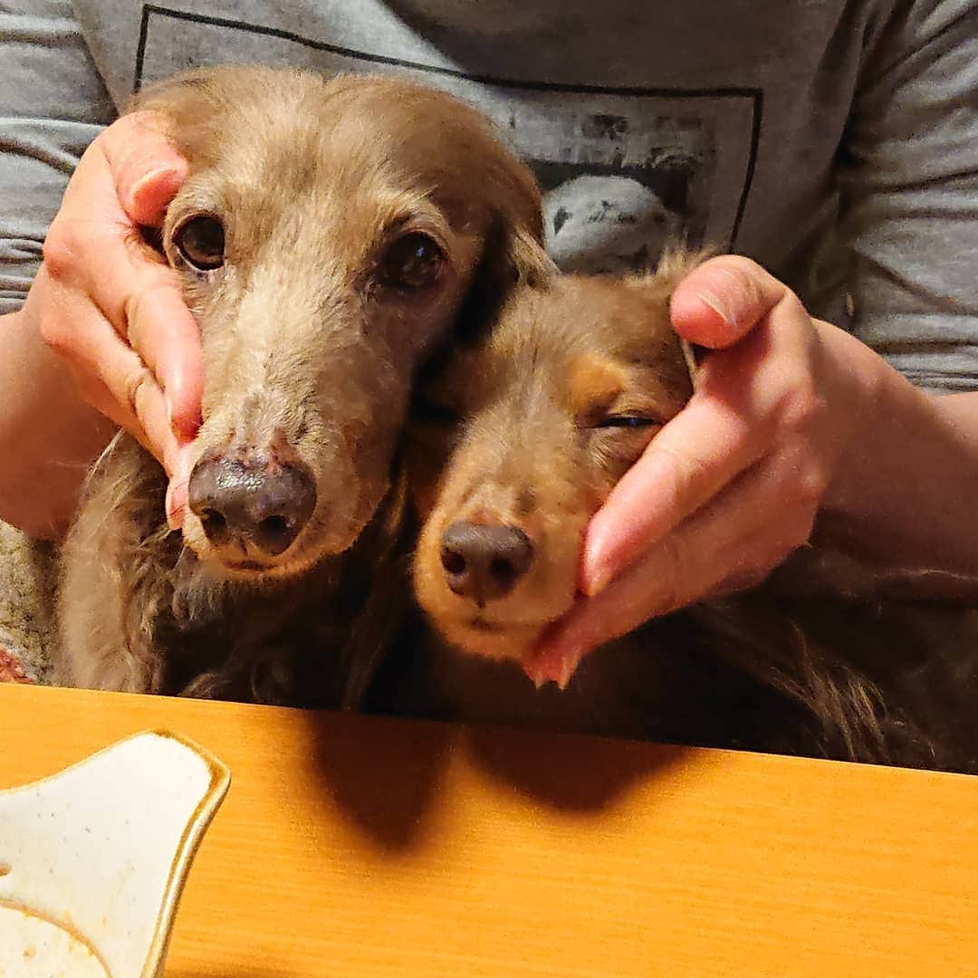 くるみんのインスタグラム：「* テーブルにある柿を食べようとして止められる2ワン  #ミニチュアダックスフンド #ミニチュアダックスフント #ミニチュアダックス #イザベラタン #イザベラ #カニンヘンダックスフント #カニンヘン #カニンヘンダックス #カニンヘンダックスフンドの日常 #カニンヘンの会 #カニンヘンダックスフンド #ダックスlove #ダックス多頭飼い #ダックスフント #ダックスフンドカニンヘン #ダックス部 #ダックス大好き #ダックスフンド #ダックス #いぬばか部 #いぬすたぐらむ #短足部 #all_dog_japan #east_dog_japan #dachshundgram #dachshund #instagramdog #instadachs #todayswanko #7pets_1day」