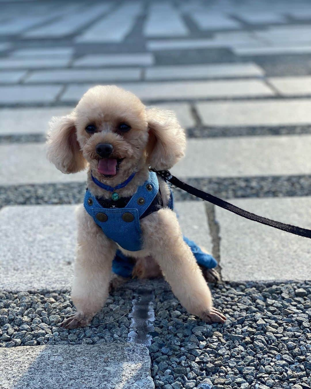 時東ぁみさんのインスタグラム写真 - (時東ぁみInstagram)「愛犬くんYouTubeデビュー🐶💕 ・ 『時東ぁみ インスタ映え！スマホで愛犬の写真を上手く撮る方法！Vol.1 鯨井康雄写真館』配信されました☆ ・ 愛犬を上手に撮る方法を伝授してくれるので、愛犬家さんやカメラ好きの方もぜひっ！ いや、絶対見てください！！！ うちの子可愛いからwww ・ #時東ぁみ #youtube #youtuber #カメラマン #cameraman #鯨井康雄 さん #愛犬 #愛犬家 #カメラ好き #愛犬を上手に撮る方法 #インスタ映え #スマホ撮影 #撮影 #モデル #モデル犬 #写真館 #うちの子可愛い #親バカ #犬バカ部 #いぬすたぐらむ #トイプードル #toypoodle #息子 #彼氏 #イケメン #駒沢公園 #komazawapark」11月22日 8時15分 - amitokito