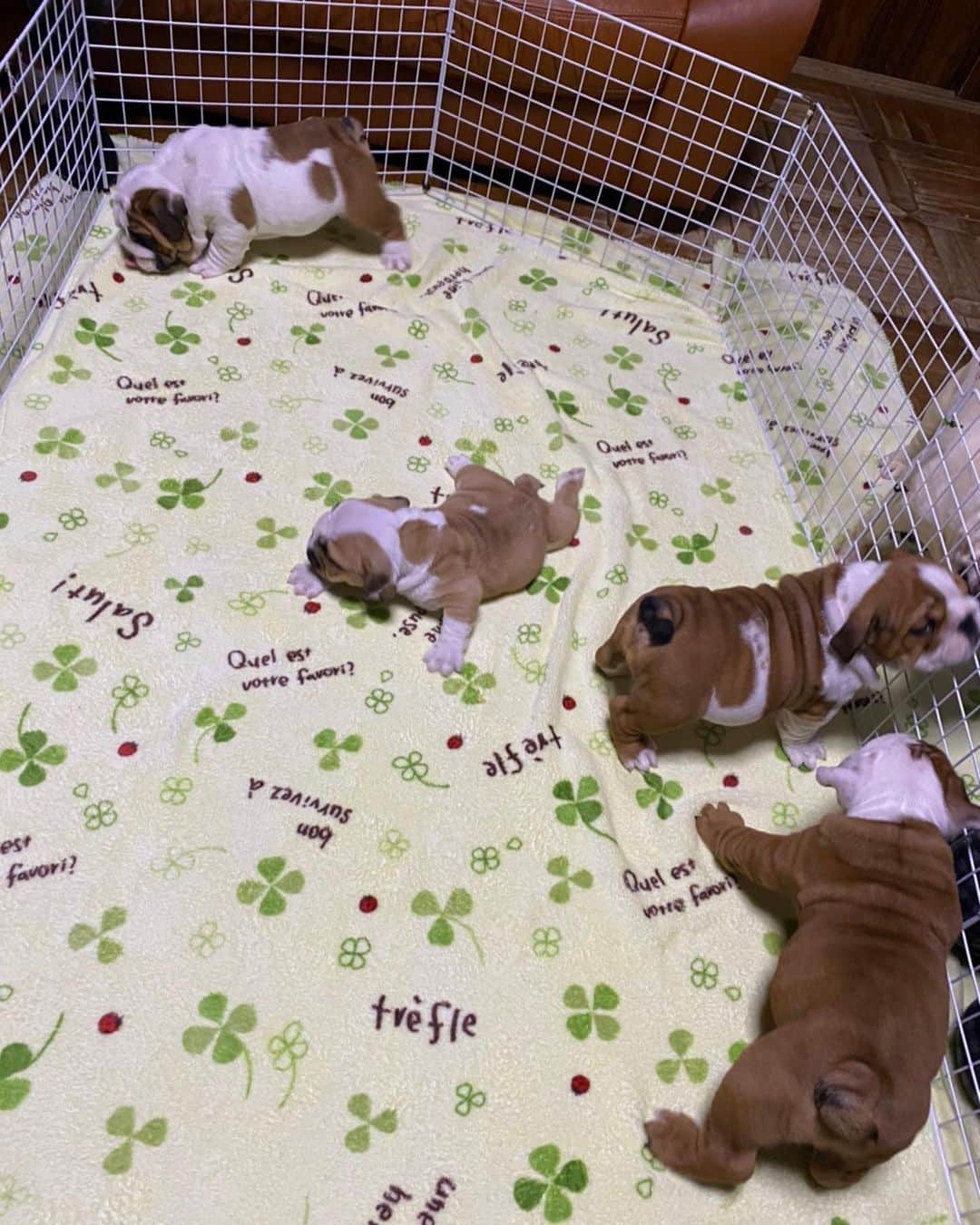 北斗晶さんのインスタグラム写真 - (北斗晶Instagram)「梅ちゃんの赤ちゃん達❤️  間も無く2ヶ月になります。 実は… ３匹は元気一杯ですが １匹　足が悪く立ち上がれない子がいます。 皆んなと遊びたくて這いながら、立ち上がろうと頑張る姿に胸が熱くなります😭  #愛犬  #もうすぐ2ヶ月  #頑張る仔犬」11月22日 8時48分 - hokutoakira_official