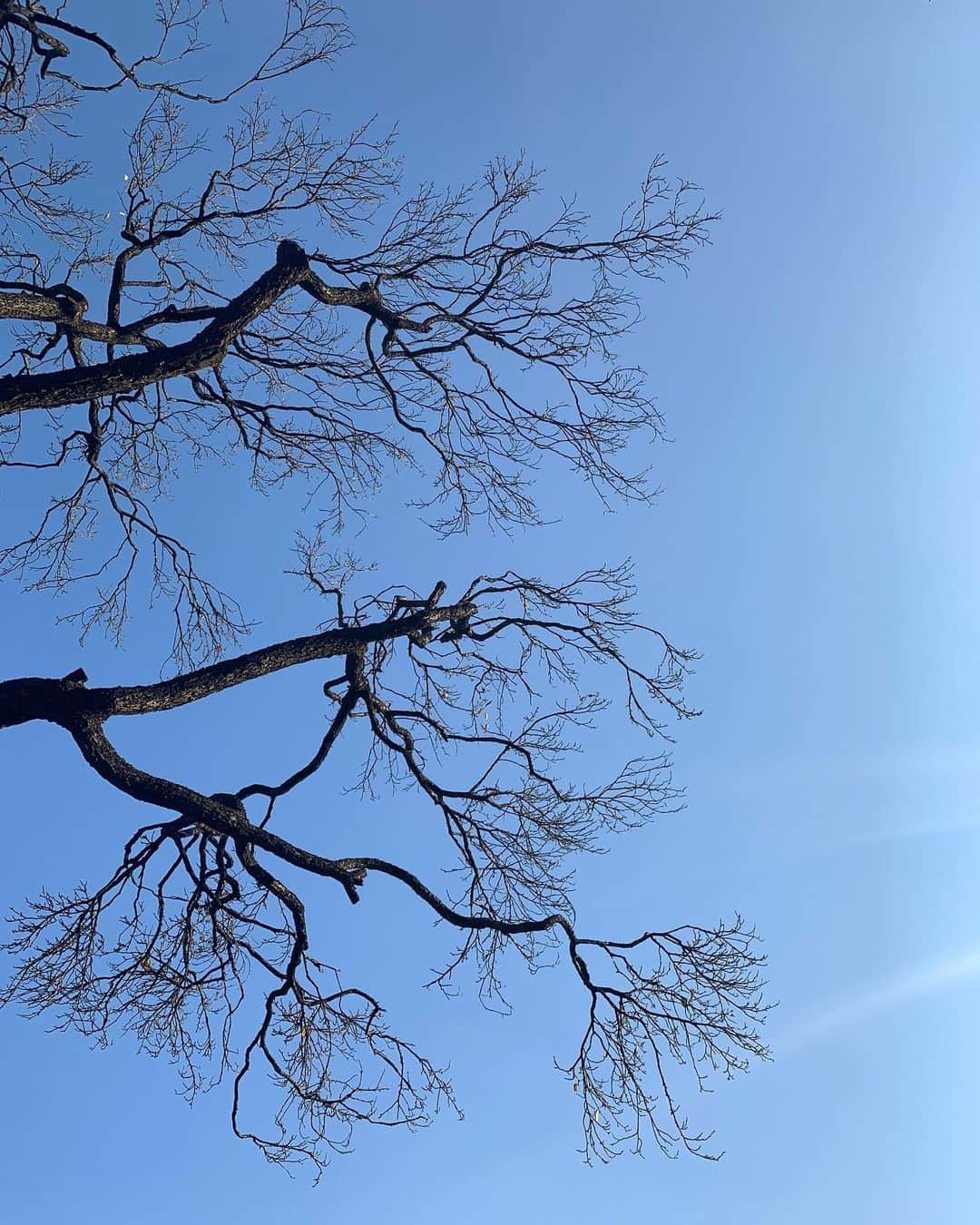 若本美夏海さんのインスタグラム写真 - (若本美夏海Instagram)「最近いいお天気うれしい  少しさみしい冬の木々もすきです🍂」11月22日 8時48分 - minami_wakamoto