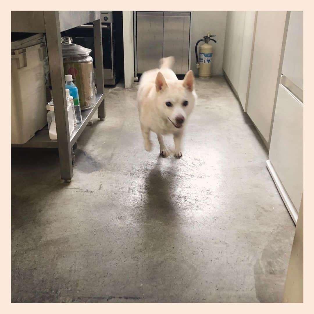 パンといっぴきのインスタグラム：「かるく1周💨  #元保護犬 #雑種犬 #crossbreed #mixdog #キップル14歳 #走る犬」
