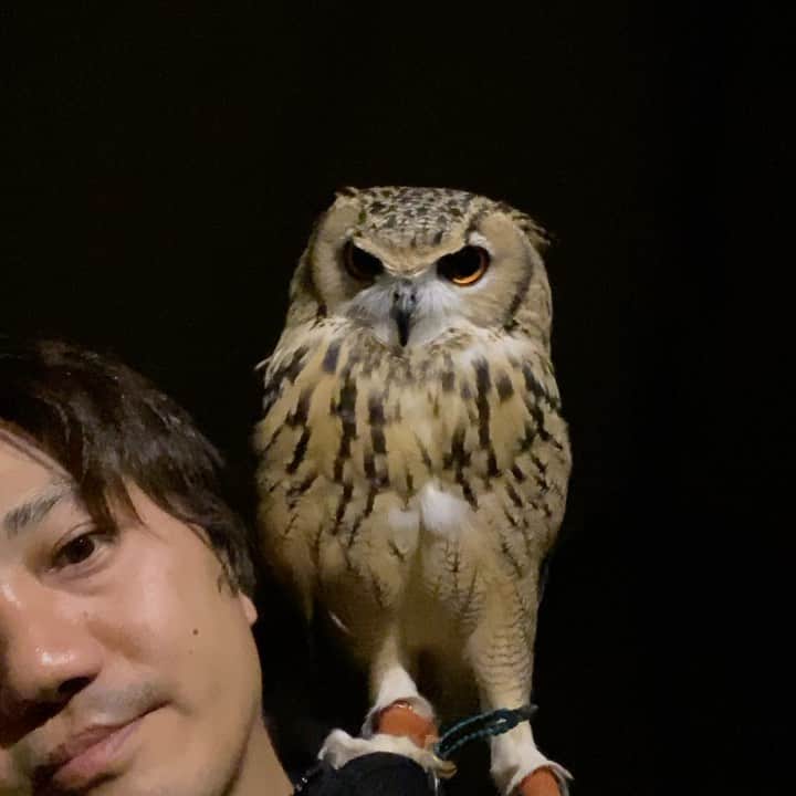 GEN3 Owlのインスタグラム：「テントに入ると必ず肩の上に乗る… Garu always rides on my shoulder in the tent... #owl #owlgaru」