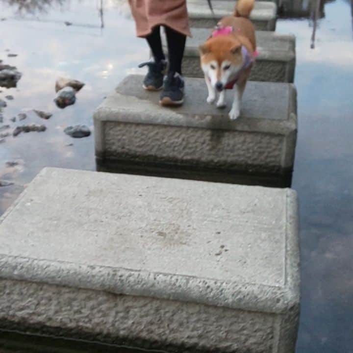 ハナとソラのインスタグラム：「* #こよみの京都はんなり散歩  賀茂川の河川敷をお散歩して 飛び石をぴょんぴょん跳んで渡ったよ🐕️ * * 今日11月22日は、 こよさんの #うちのこ記念日 🌼 * 何かしらご縁があって こよさんは我が家に来てくれて、 ３年経った今では わたしたち家族にとって、 かけがえのない存在になったね💖   こよさん うちに来てくれてありがとう✨ * * #柴犬こよみ #柴犬 #shibastagram #shibainu #ここ柴部 #しばすたぐらむ #ここ柴バンダナ」