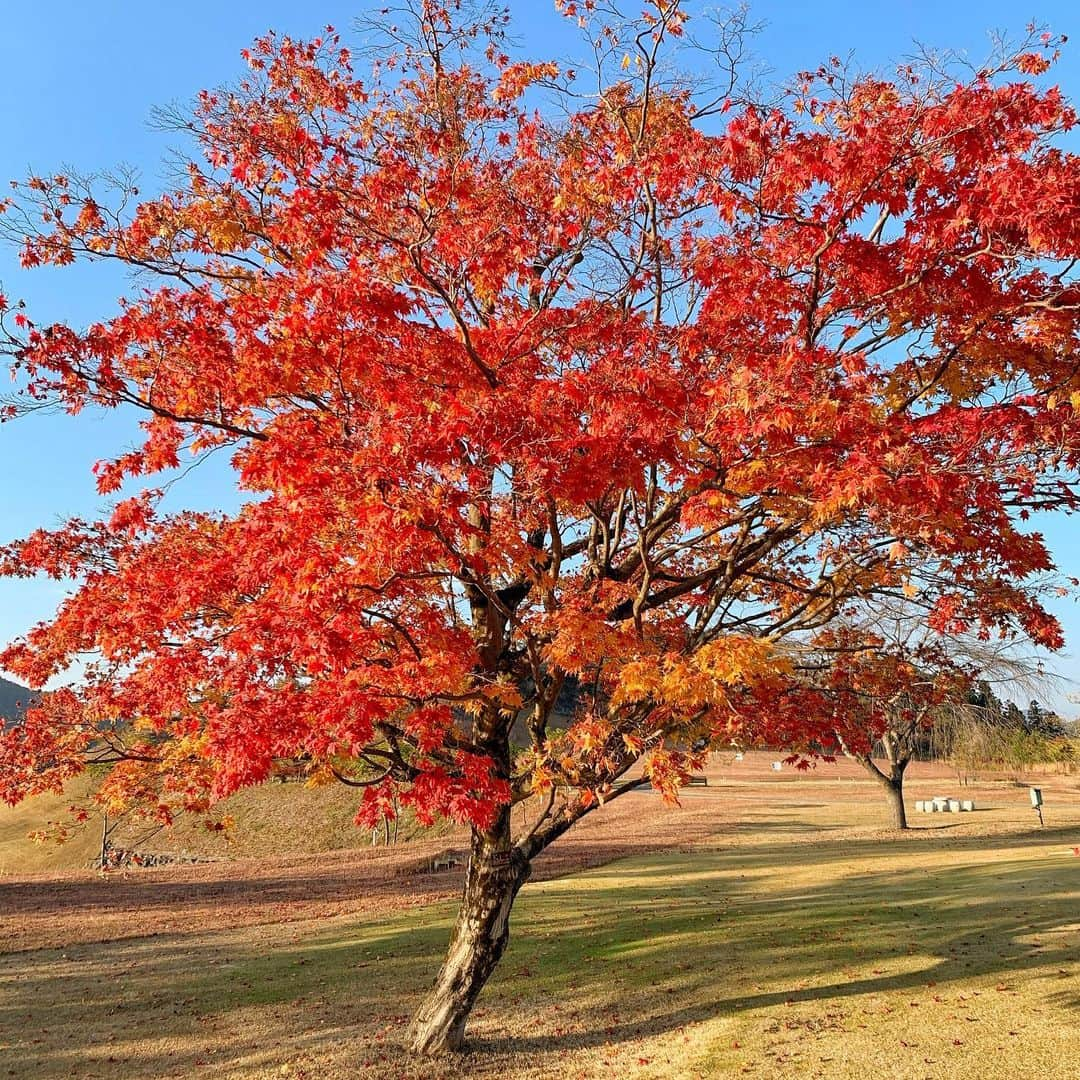 とくさきさんのインスタグラム写真 - (とくさきInstagram)「こんばんは⭐️ . 西陽が眩しかったけど、紅葉がいい感じだったので載せちゃう🍁❤️ . @junandrope のウェアの赤と紅葉の赤がいい感じにコラボレーション🥺💕 . 今日も1日お疲れ様でした✨ .  #ゴルフ#ゴルフ女子#golf#golfgirl#golfswing#ゴルフスイング#sports#スポーツ#スポーツ女子#골프#골프여자#尔夫球#高尔夫#ゴルフウェア#golfwear」11月22日 18時22分 - tokusaki_golf