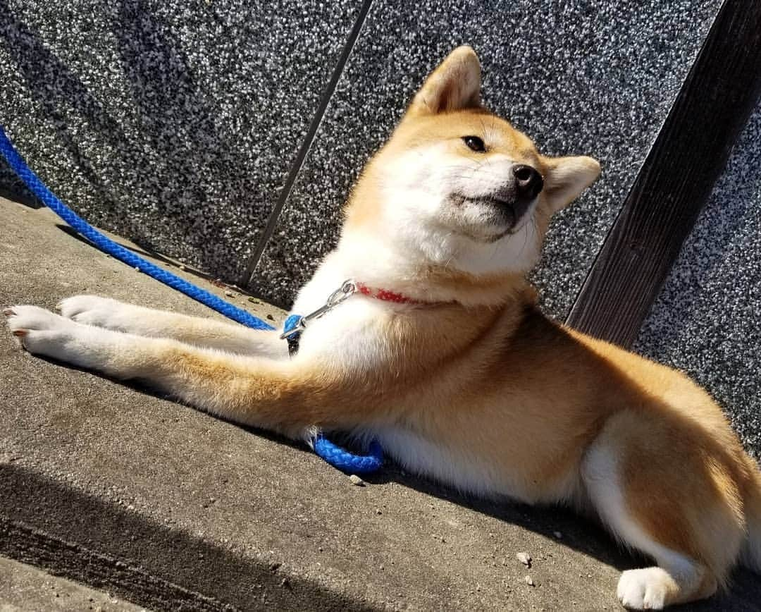 柴犬たま Shibainu Tamaのインスタグラム