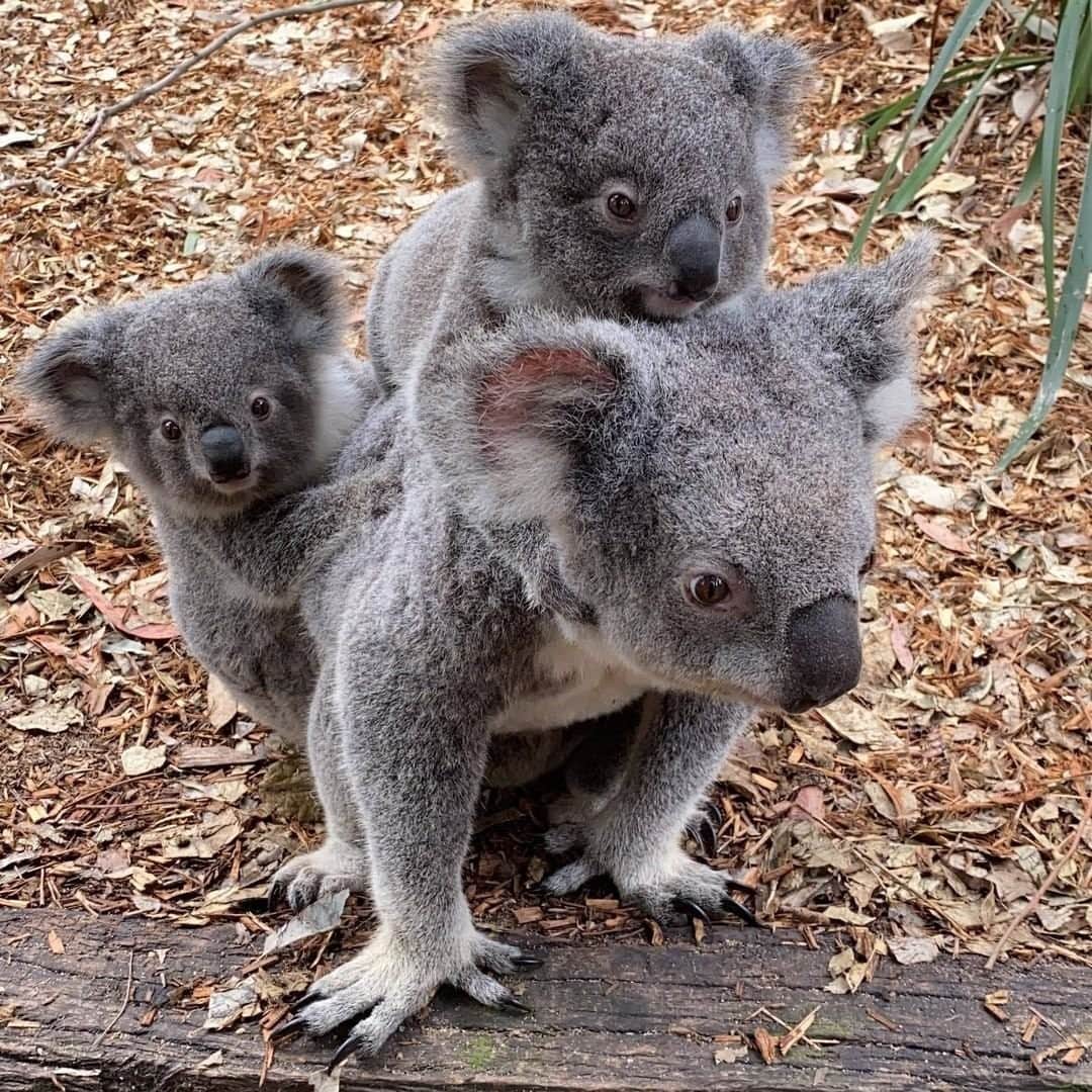 Australiaさんのインスタグラム写真 - (AustraliaInstagram)「Hop on or we’ll be late for school! 🐨🐨 This gorgeous shot was taken by the team at the @australianreptilepark, where there's certainly no shortage of cute animals to pose for the camera. The wildlife sanctuary is located on the central coast of @visitnsw, just an hour out of @sydney, where you can get close to a range of cuddly Aussie animals like wombats, kangaroos, and of course #koala joeys like these cute little guys. For those who want a bit more of a thrill, head to the venom room for a snake and spider 🕷️ guided experience with an expert.... or take a look at the link in our bio for a more calm and cuddly wildlife experience 😉 #seeaustralia #LoveNSW #NewSouthWales #LoveCentralCoast #australianreptilepark #holidayherethisyear」11月22日 19時00分 - australia