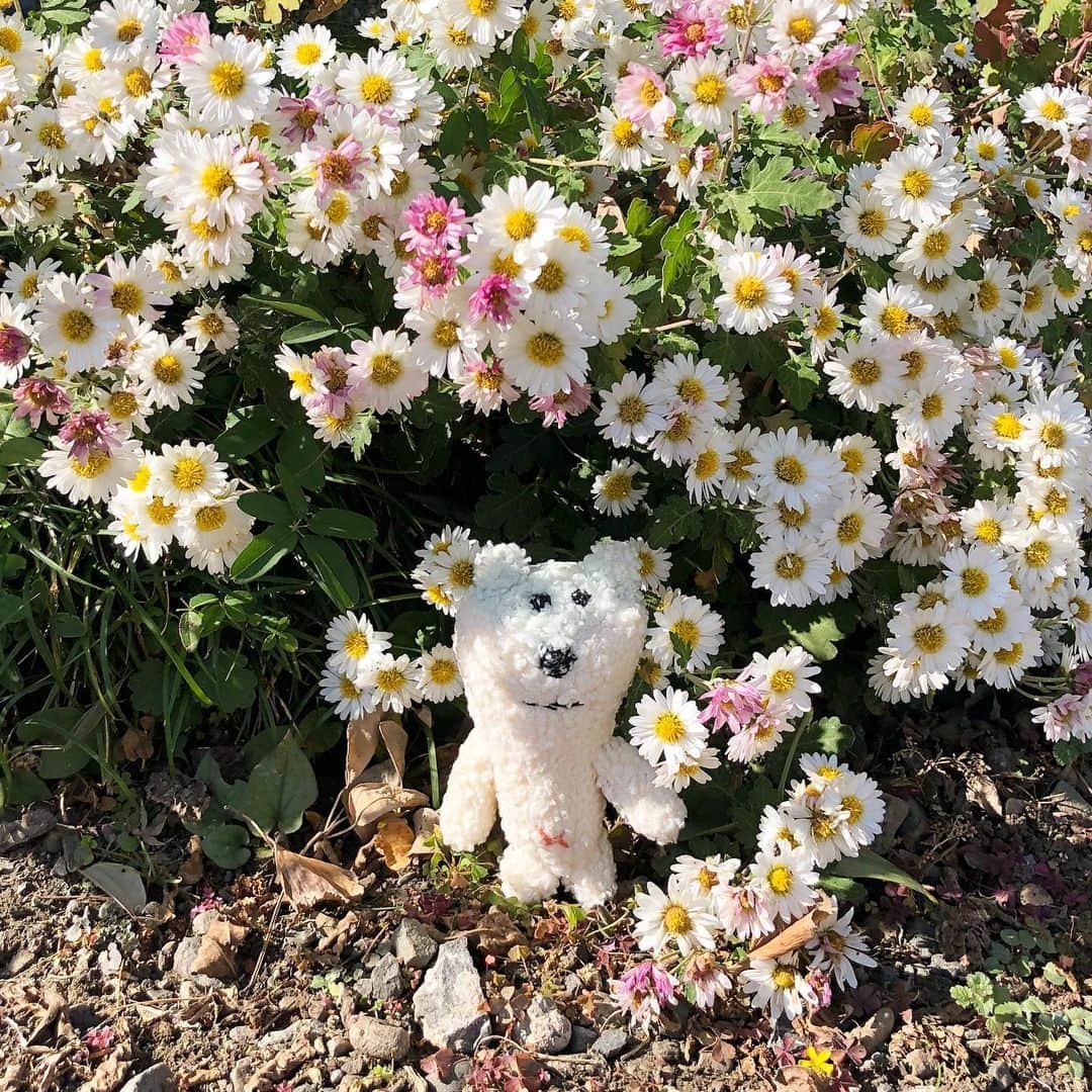 合田経郎のインスタグラム：「おとなりさんちにて。 #あおしろう」