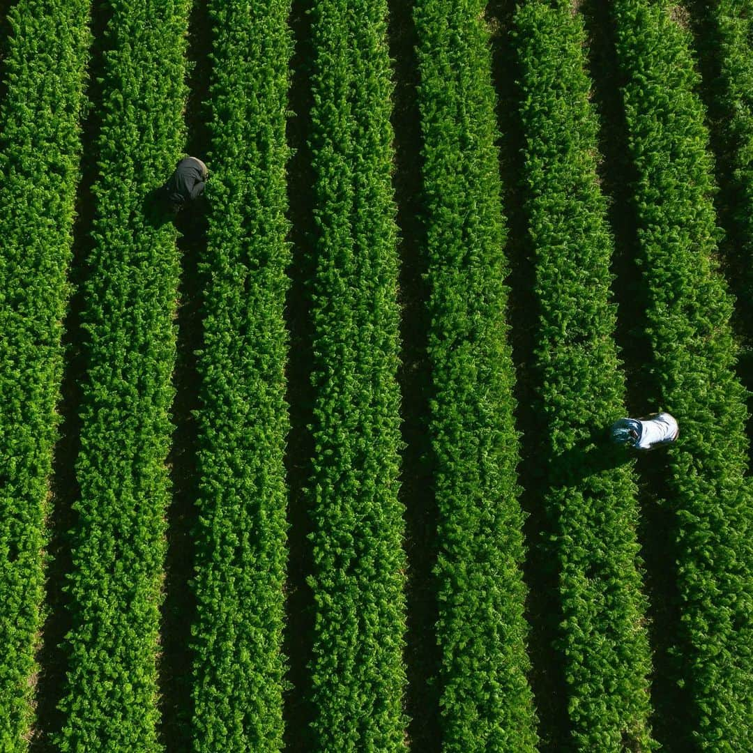 Shogoさんのインスタグラム写真 - (ShogoInstagram)「告知させていただきます👨🏻‍🌾  12月5日(土)6日(日)の2日間、 設立30周年を迎えるCape HEIGHTS(@capeheights)と共に表参道にて「冬の野菜市」を開催します！  Cape HEIGHTS presents  "冬の野菜市“ DATE : 12/5(土)・6(日) TIME : 10:00~16:00 ※当日分無くなり次第終了 PLACE : COMMUNE (〒107-0062 東京都港区南青山3-13)  今回本当に素晴らしい農家さんが参加してくださいます！✨ 野菜もめちゃくちゃ美味しいですし、考え方もスタイルも本当に魅力的な方々です！  農という行為はとてもクリエイティブなことだとひしひしと感じております。 農家さんは、一つの種から、土や水、温度、湿度、太陽光、風、微生物、菌など色々な要素を感じ取りながら適切なタイミングで適切な形で施したり、あえてそのままにしたりして、見た目も味も良くて栄養価も高い、人が食べられる野菜を作る。  神業です。神業。  そんな、神業を生業として、かつ自然のこと、人の体に良いことを考える農家さんの野菜や考え方に是非触れてみてください☺️  それと私、ミックスリーフ栽培キットのワークショップやります！ 今回参加してくれるHATAKEYA監修です。 今、話題のマイクロリーフや成長したベビーリーフをお家で楽しめます！ お子さんも簡単にできますので、都会のど真ん中で土触りましょう！ 人数制限ありますが、来週募集しますのでまたアナウンスさせてください。  ご参加くださる農家さんについても近々ご紹介しますね！  それでは、元気なお野菜と共にお待ちしてますー☺️  @capeheights  @2nd_magazine」11月22日 19時04分 - shogo_velbed